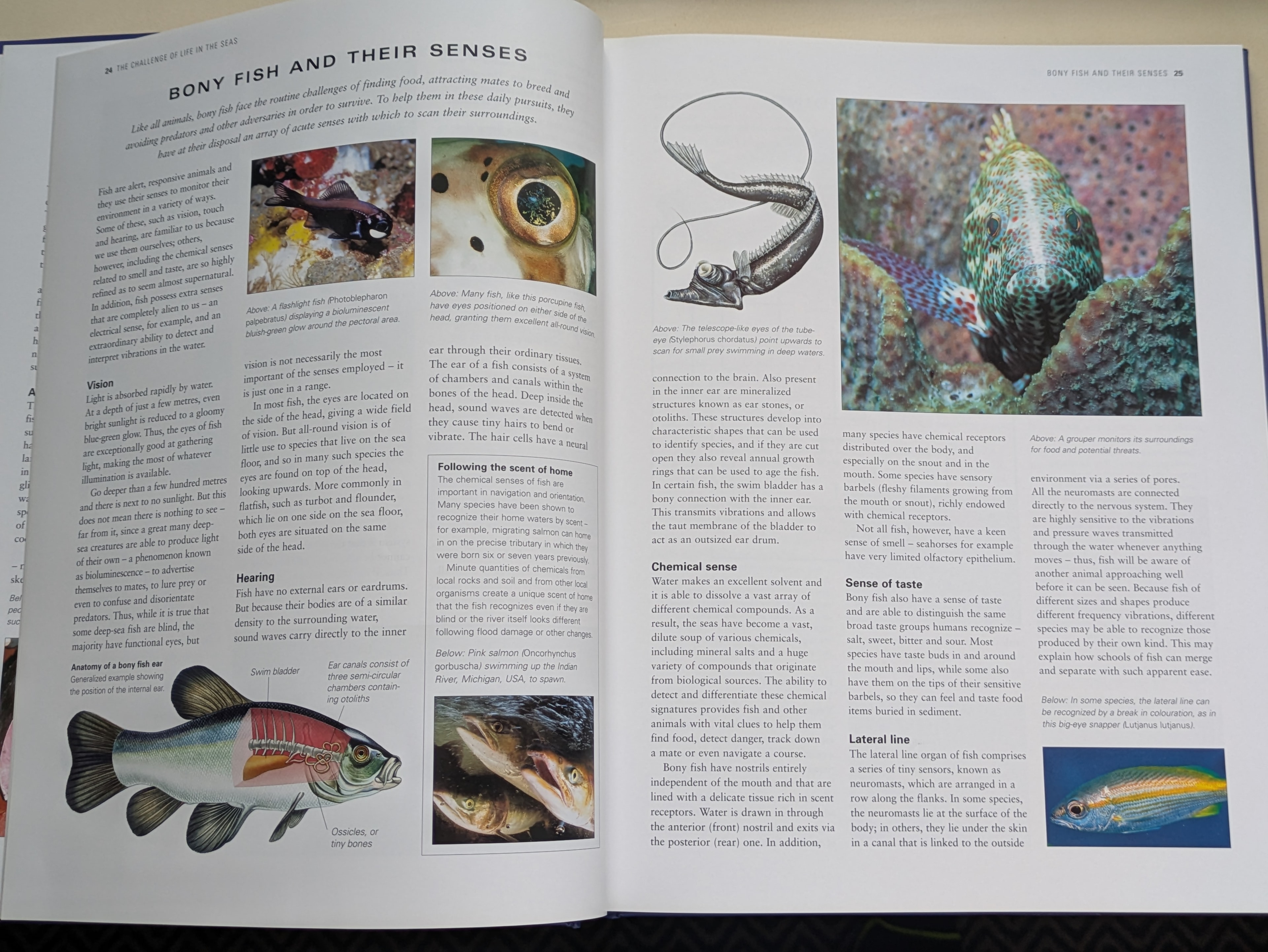 A detailed look at how bony fish perceive their environment — lateral lines, vision, electroreception — with supporting photography from Rowan's fieldwork.