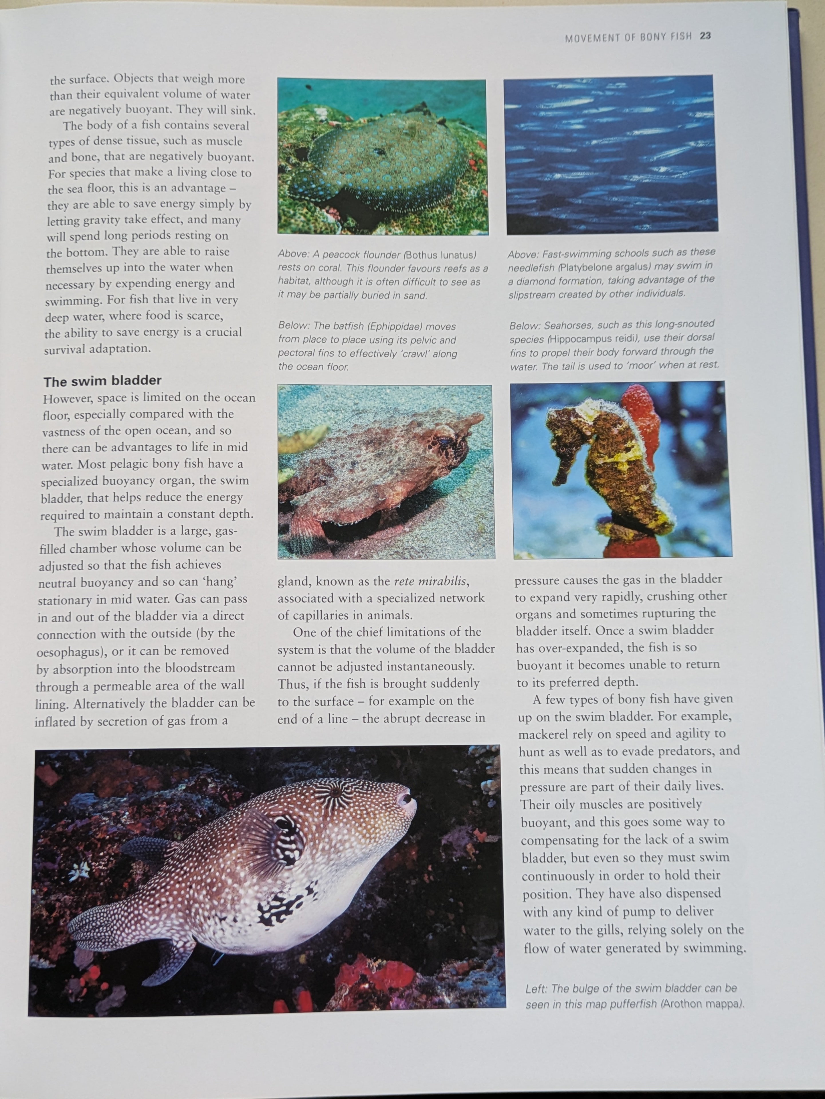Spread covering swim bladders, buoyancy, and the movement strategies of bony fish — from seahorses to mackerel — illustrated with close-up underwater photography.