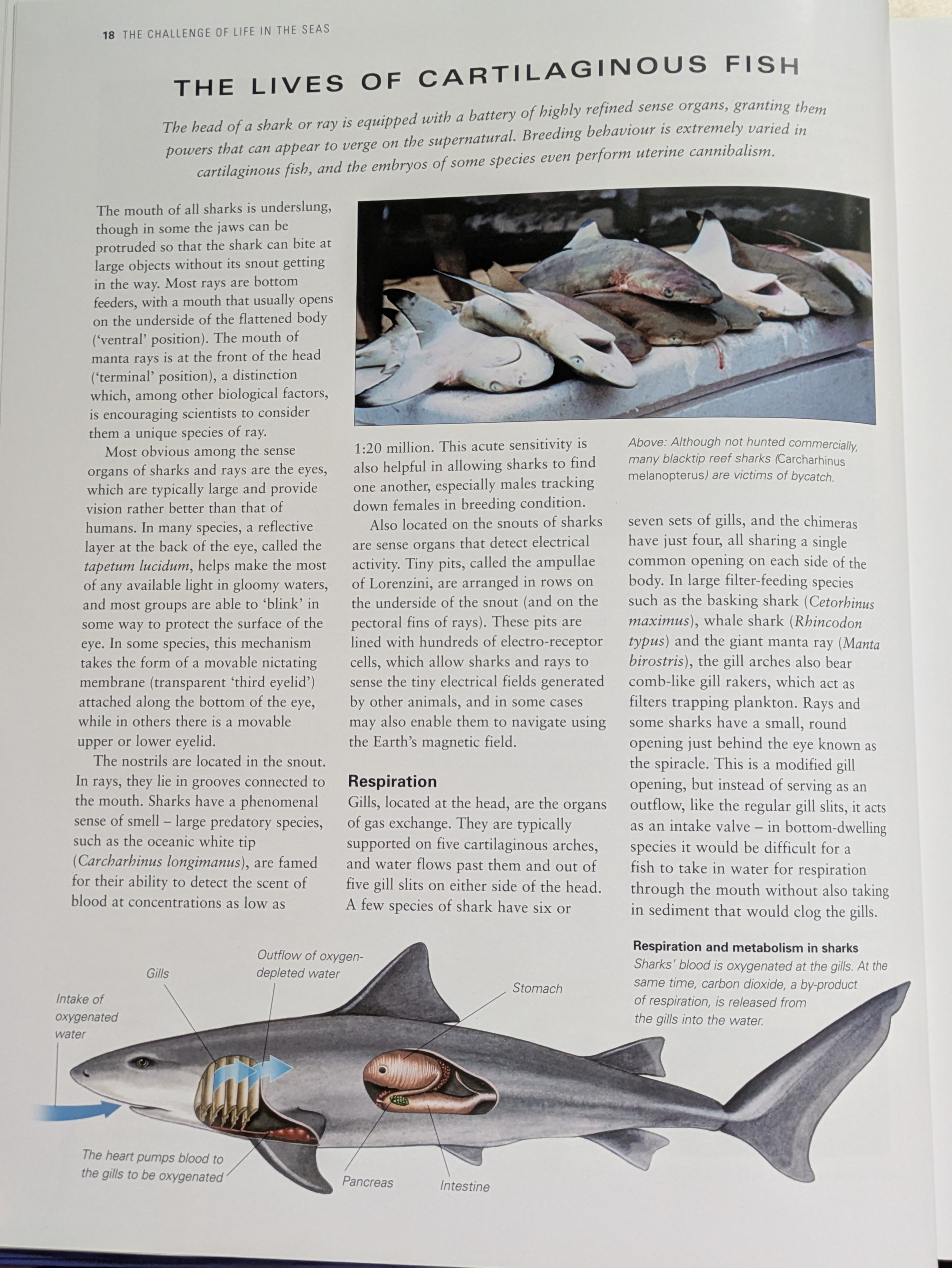 Chapter spread on sharks and rays — covering sensory systems, respiration, anatomy, and the remarkable biology of cartilaginous fish. Rowan's shark photography appears throughout.