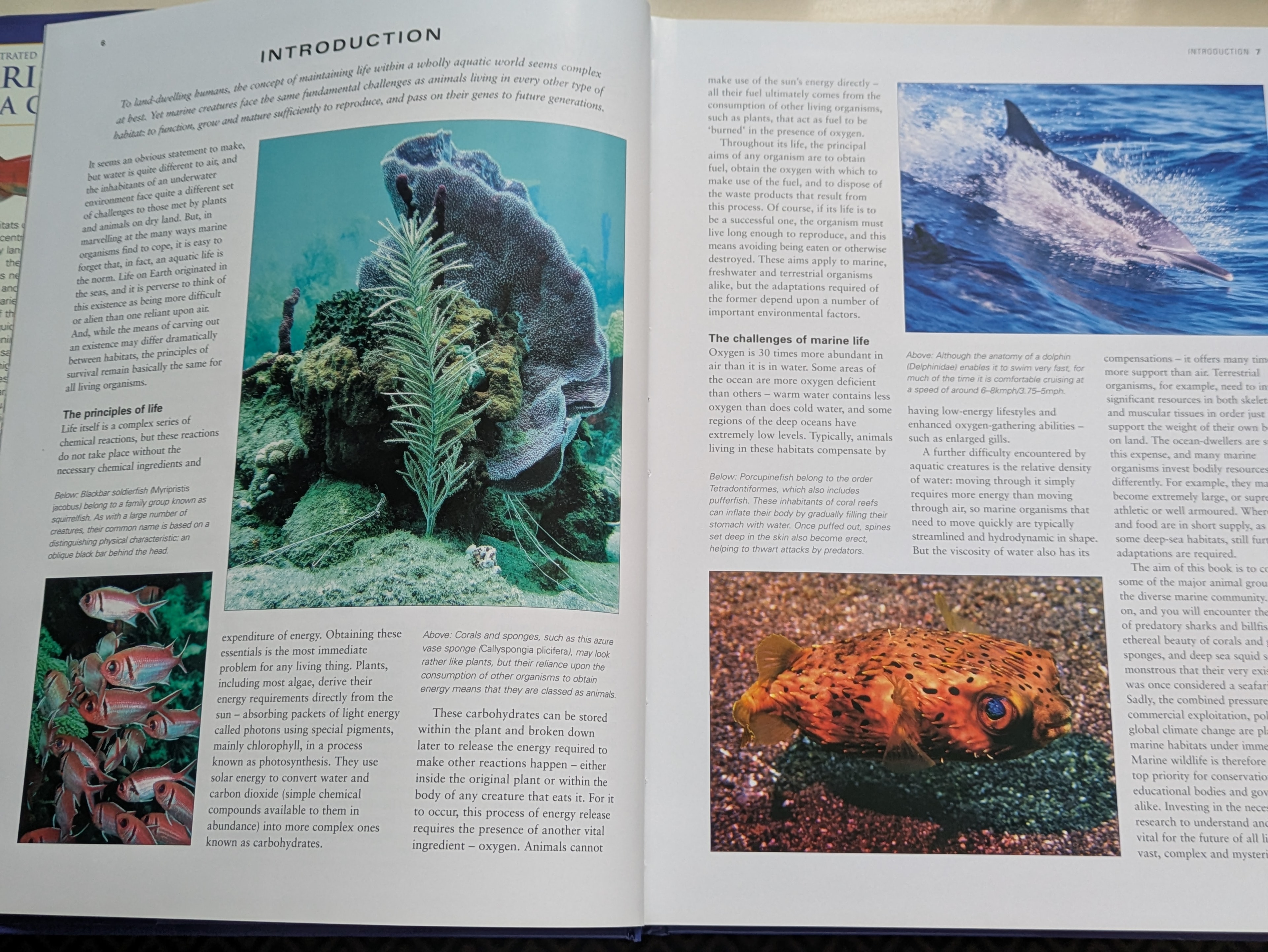 The Introduction spread covers the principles of marine life, the challenges of ocean habitats, and the extraordinary diversity of species — illustrated with Rowan's photography.