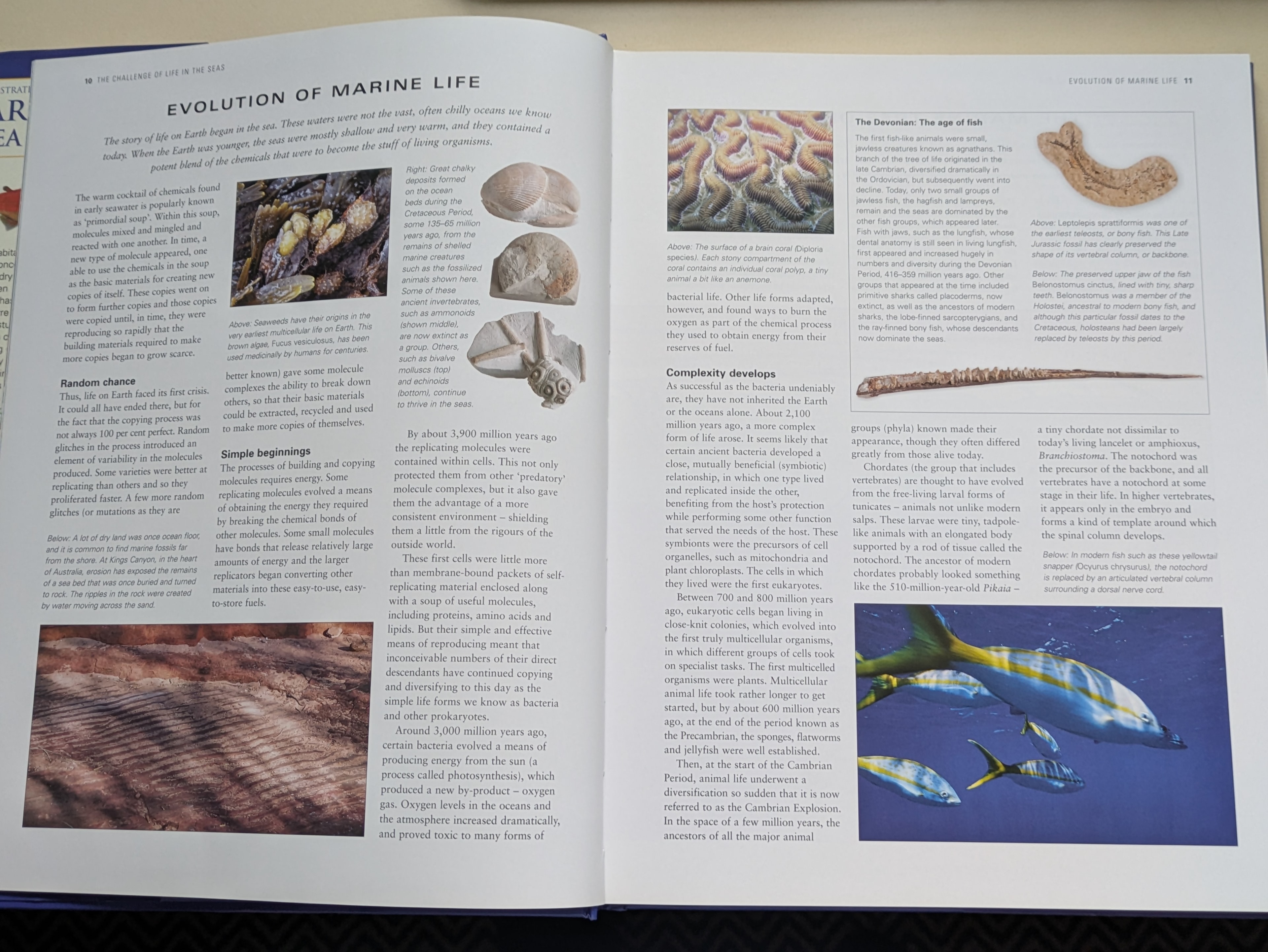 The evolution chapter traces 3,900 million years of ocean life — from simple bacteria to the Cambrian Explosion and the rise of modern fish groups.