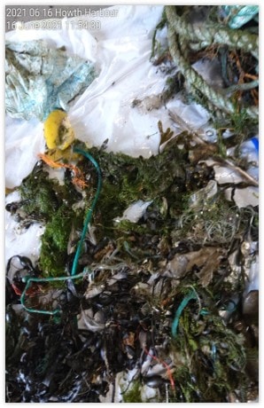 Howth Harbour SeaBin Project — fieldwork photography by Rowan Byrne, marine biologist