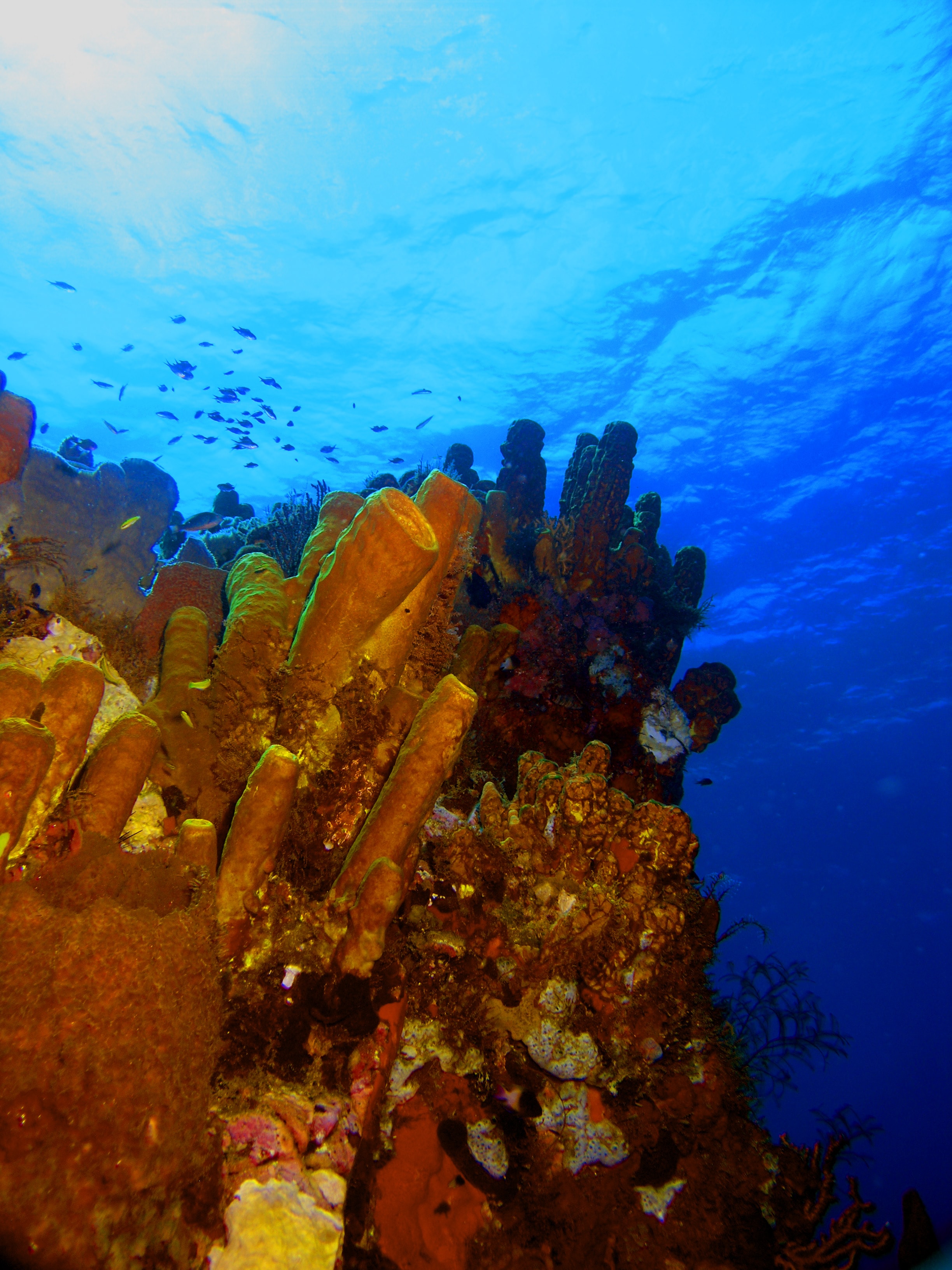 Coral Reef in Full Colour