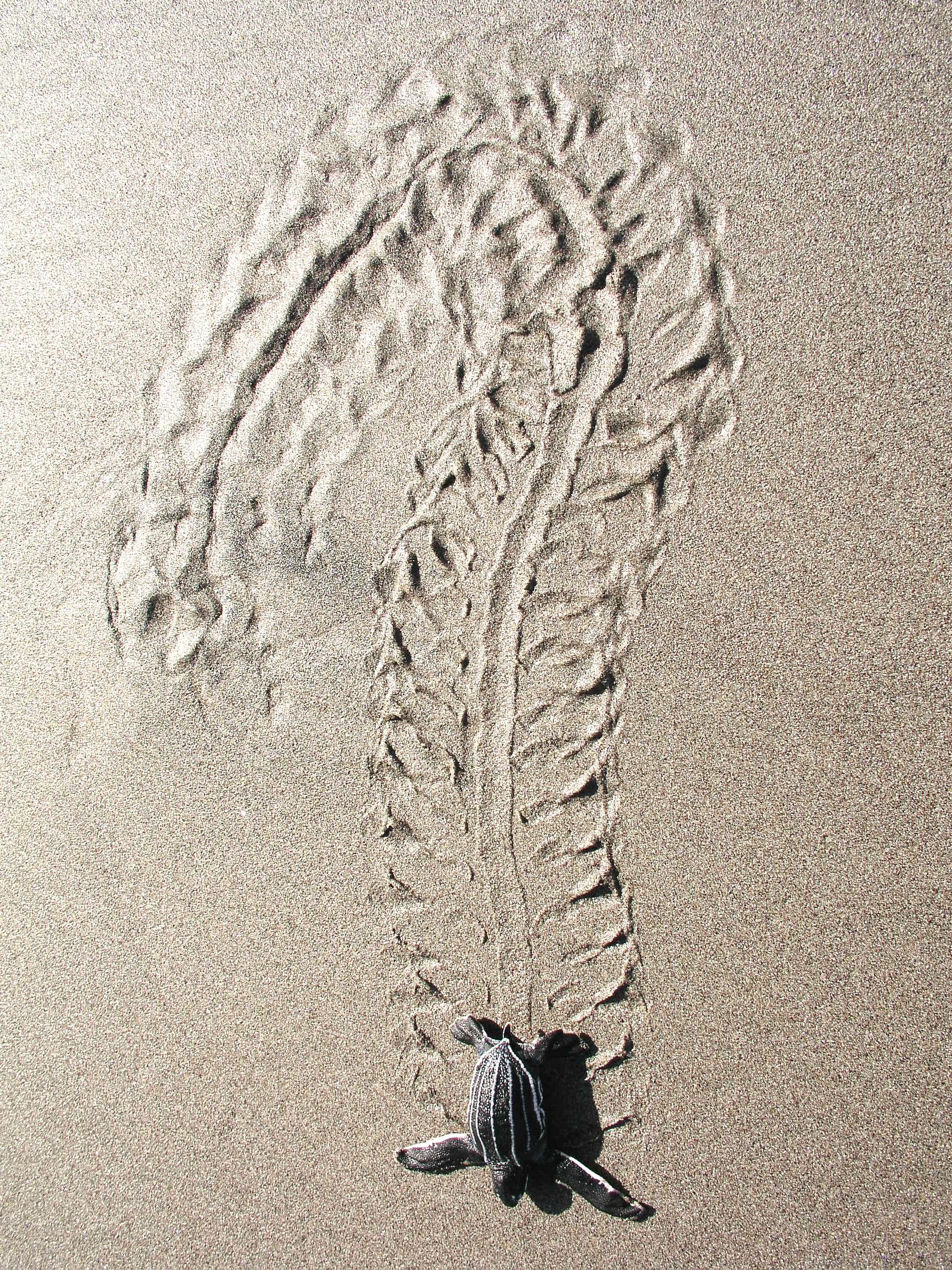 Leatherback Hatchling Tracks