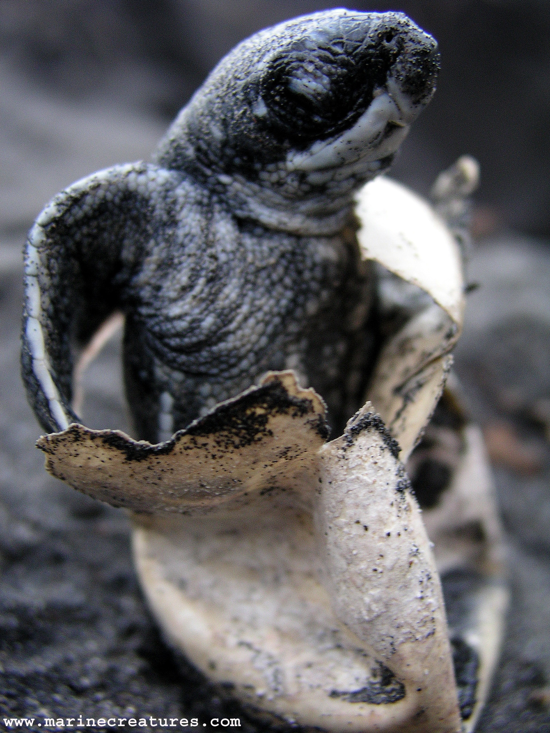 Leatherback Hatchlings Setting Off