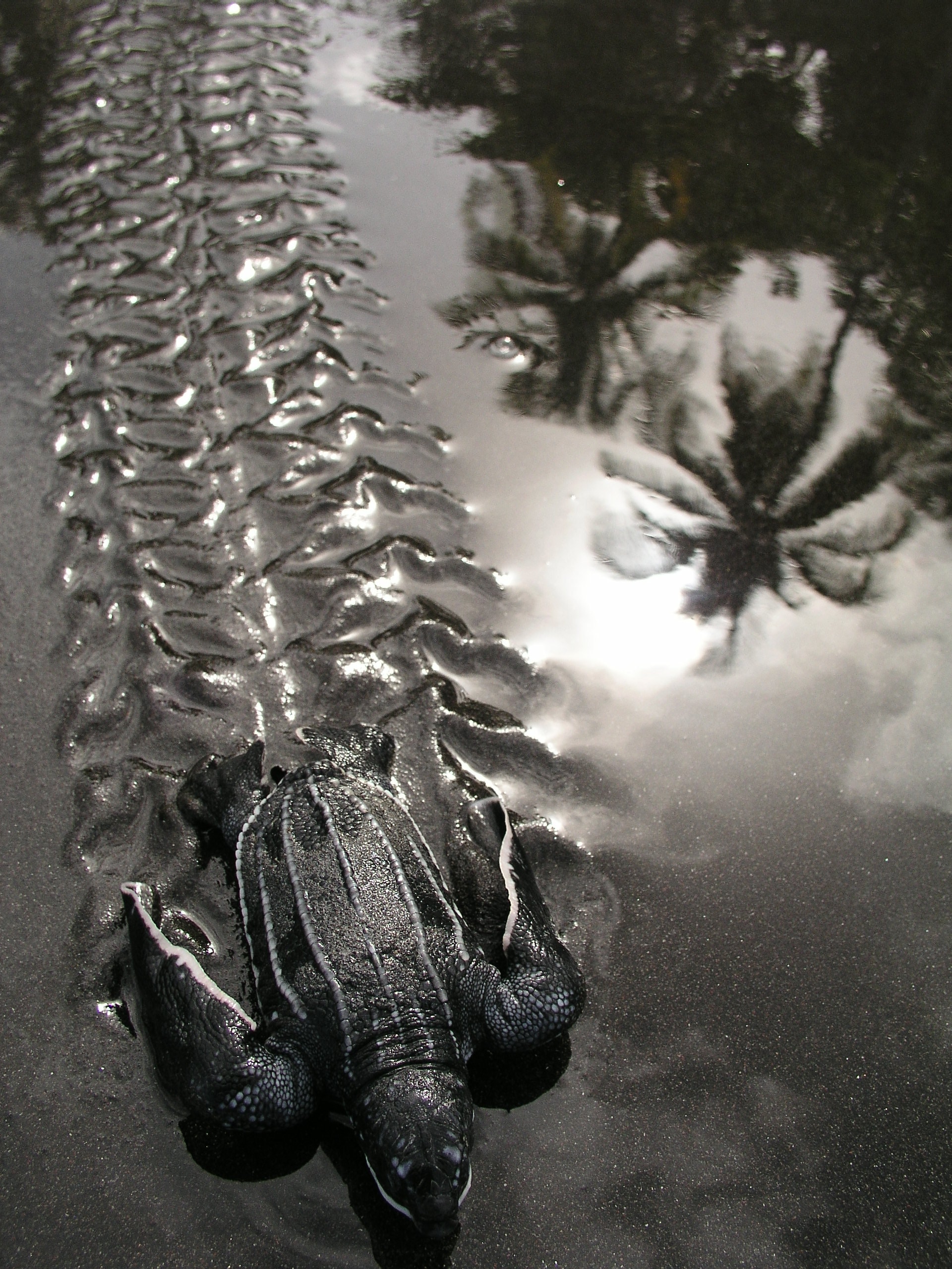 Leatherback Hatchlings Running to the Sea