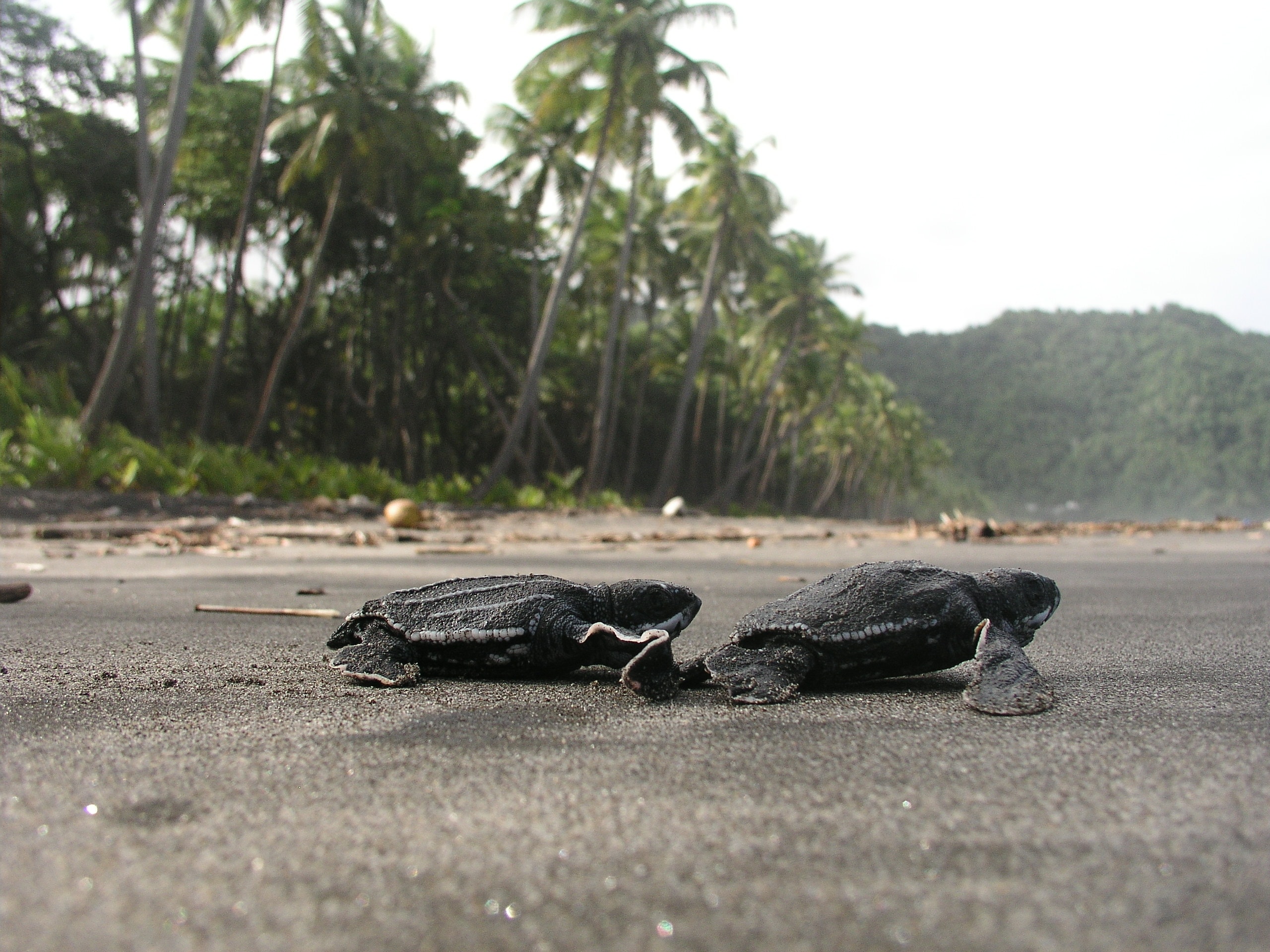 Hatchlings at the Surf Line
