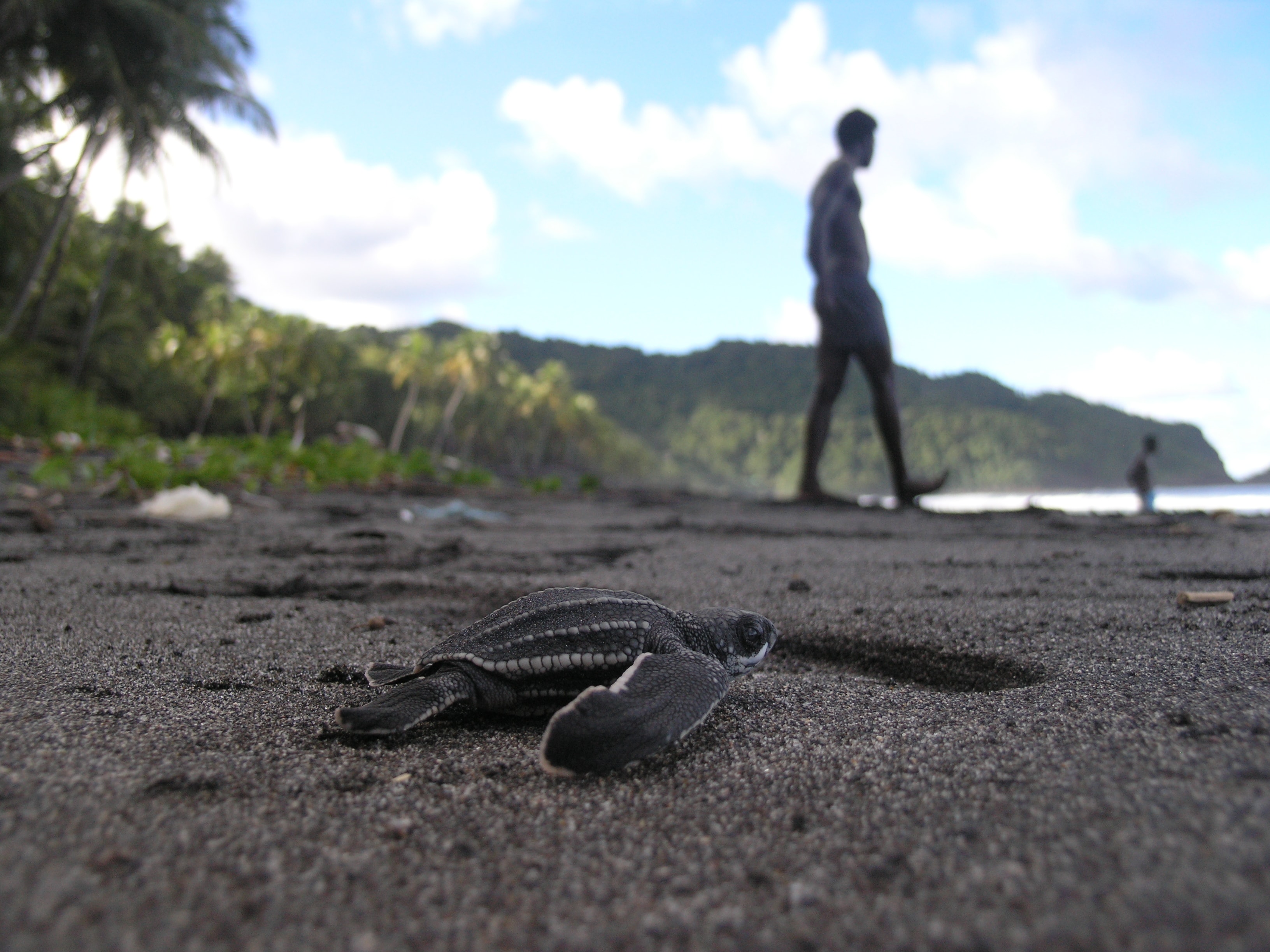 Leatherback Sea Turtle Hatchlings