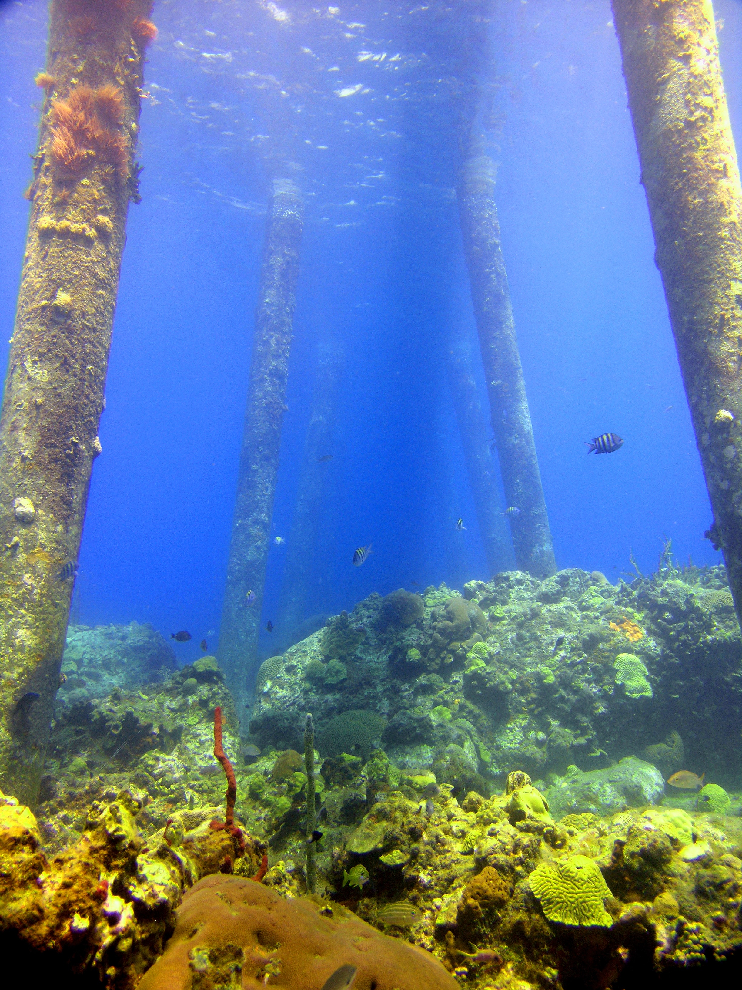 Reef Under the Dock
