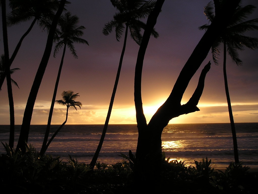 Sea Turtle Nesting Beach, Dominica