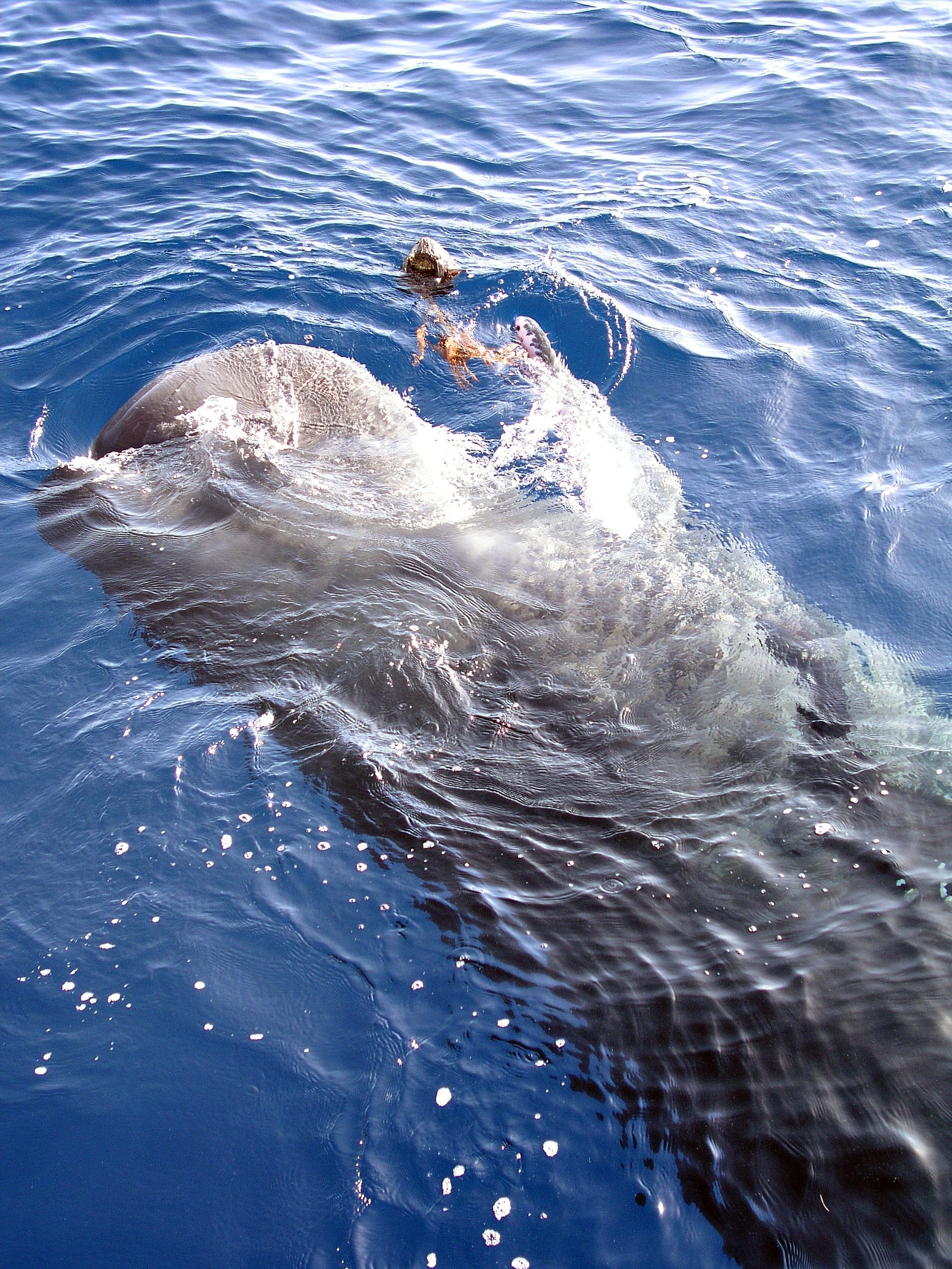 Sperm Whale Playing with Coconut
