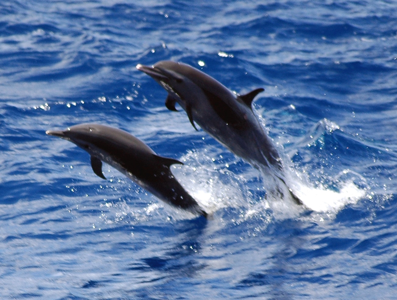 Striped Dolphins