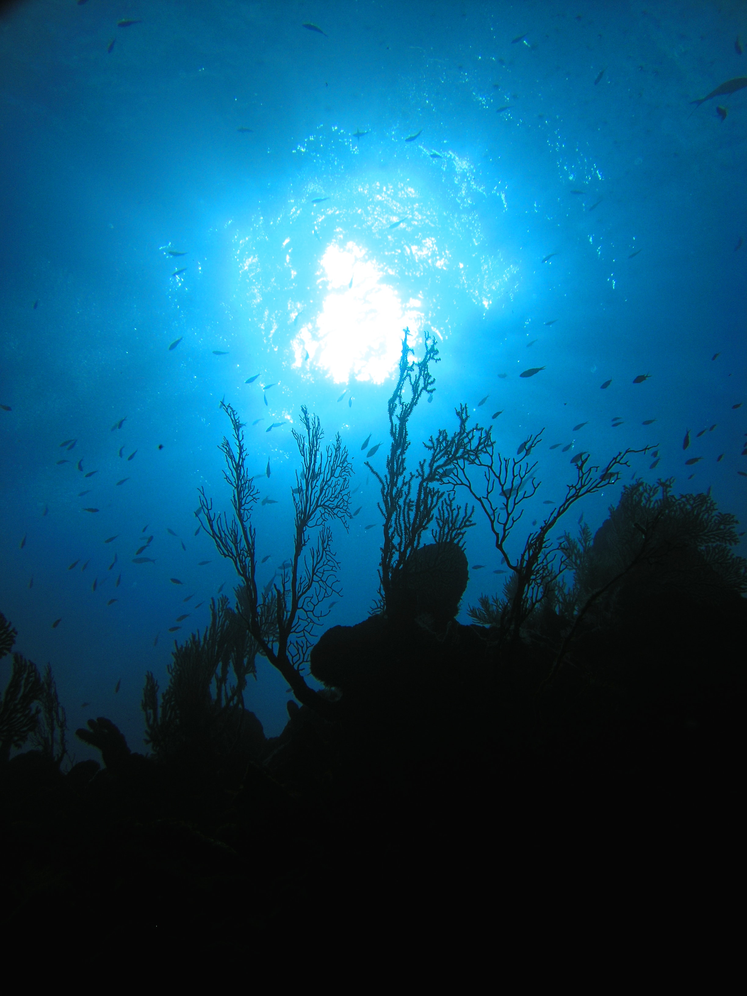 Sunlight from the Deep