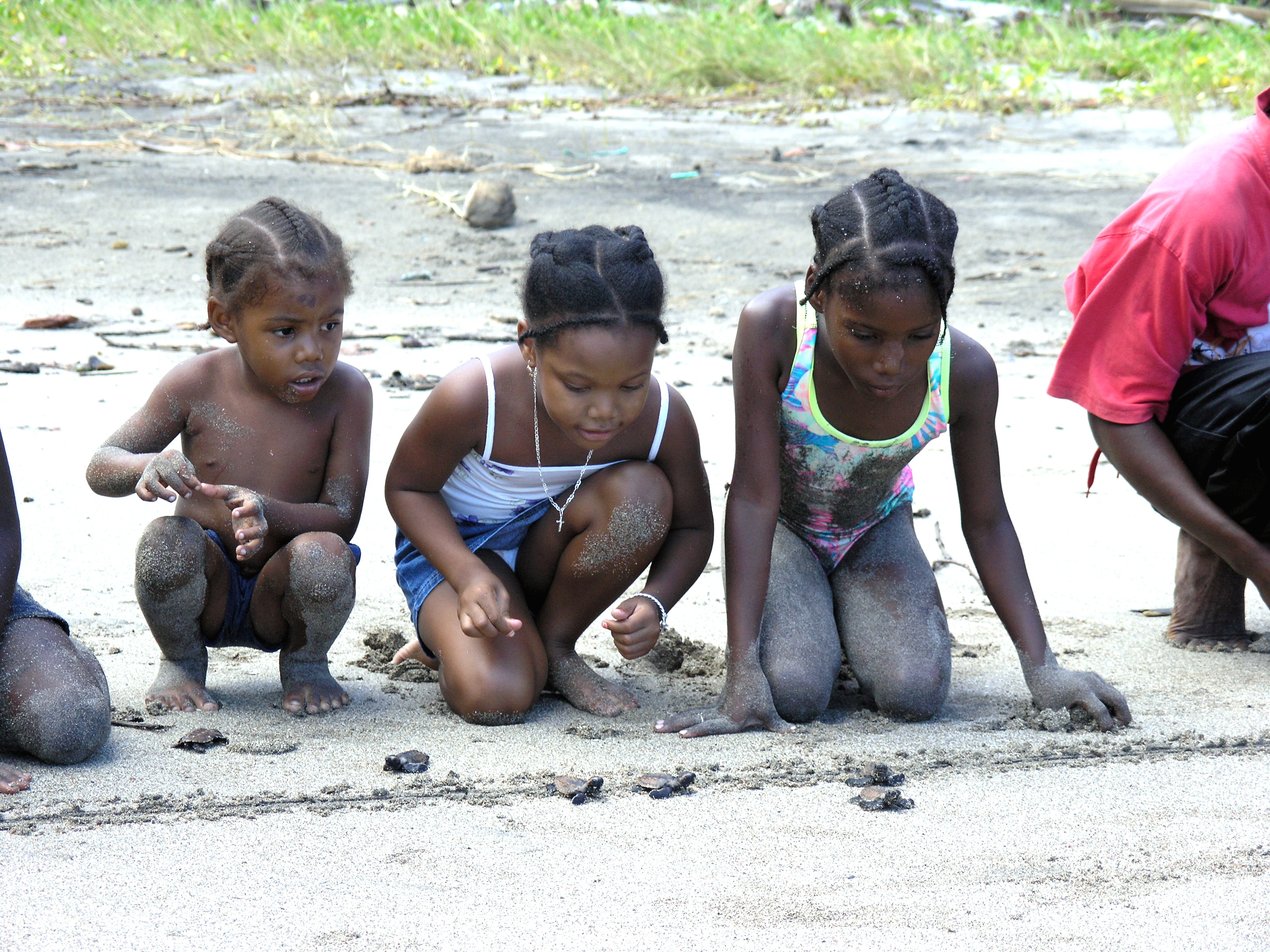 Turtle Release at the Surf Line