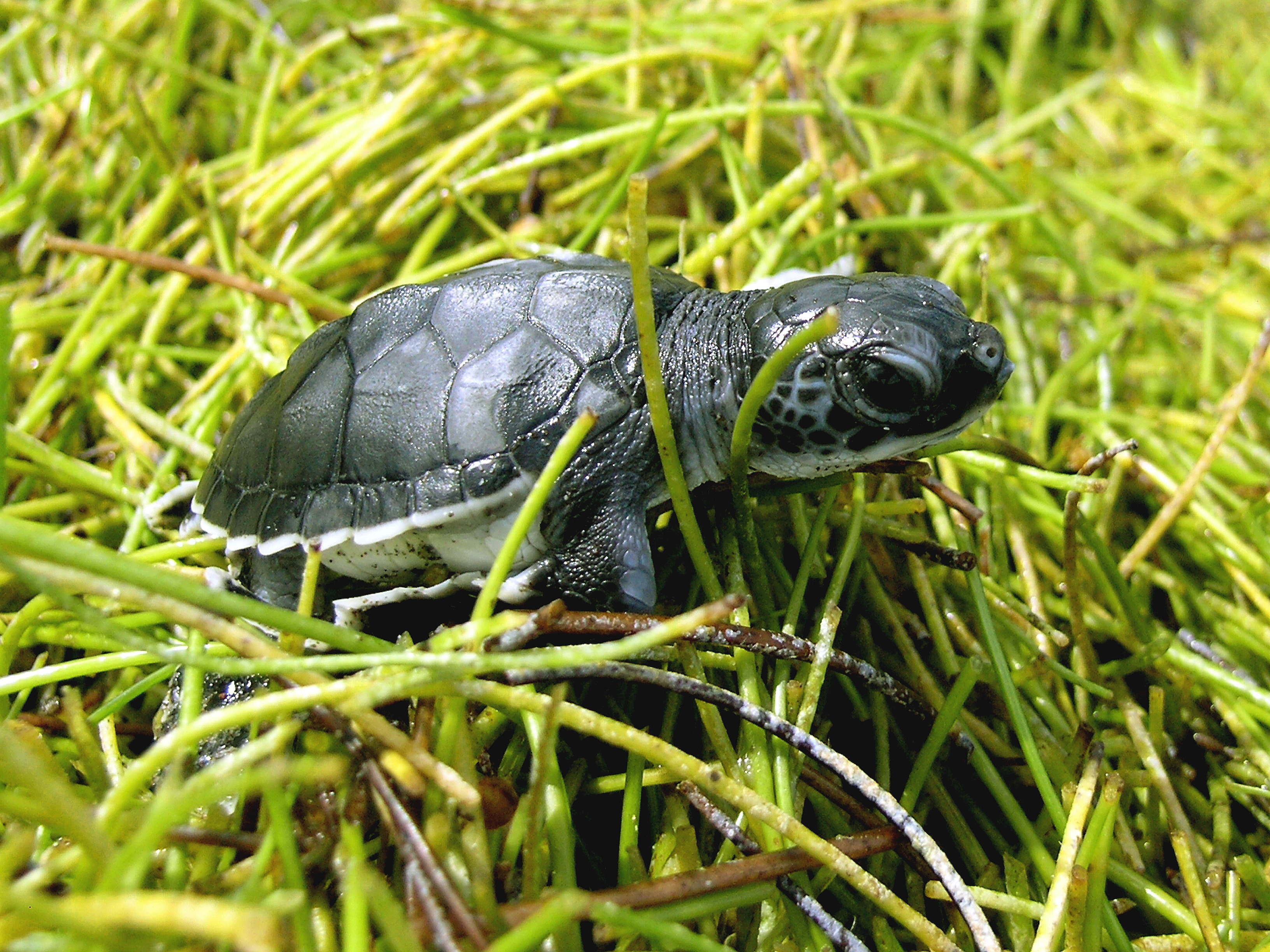 Green sea turtle hatchling emerging from nest on a dark beach