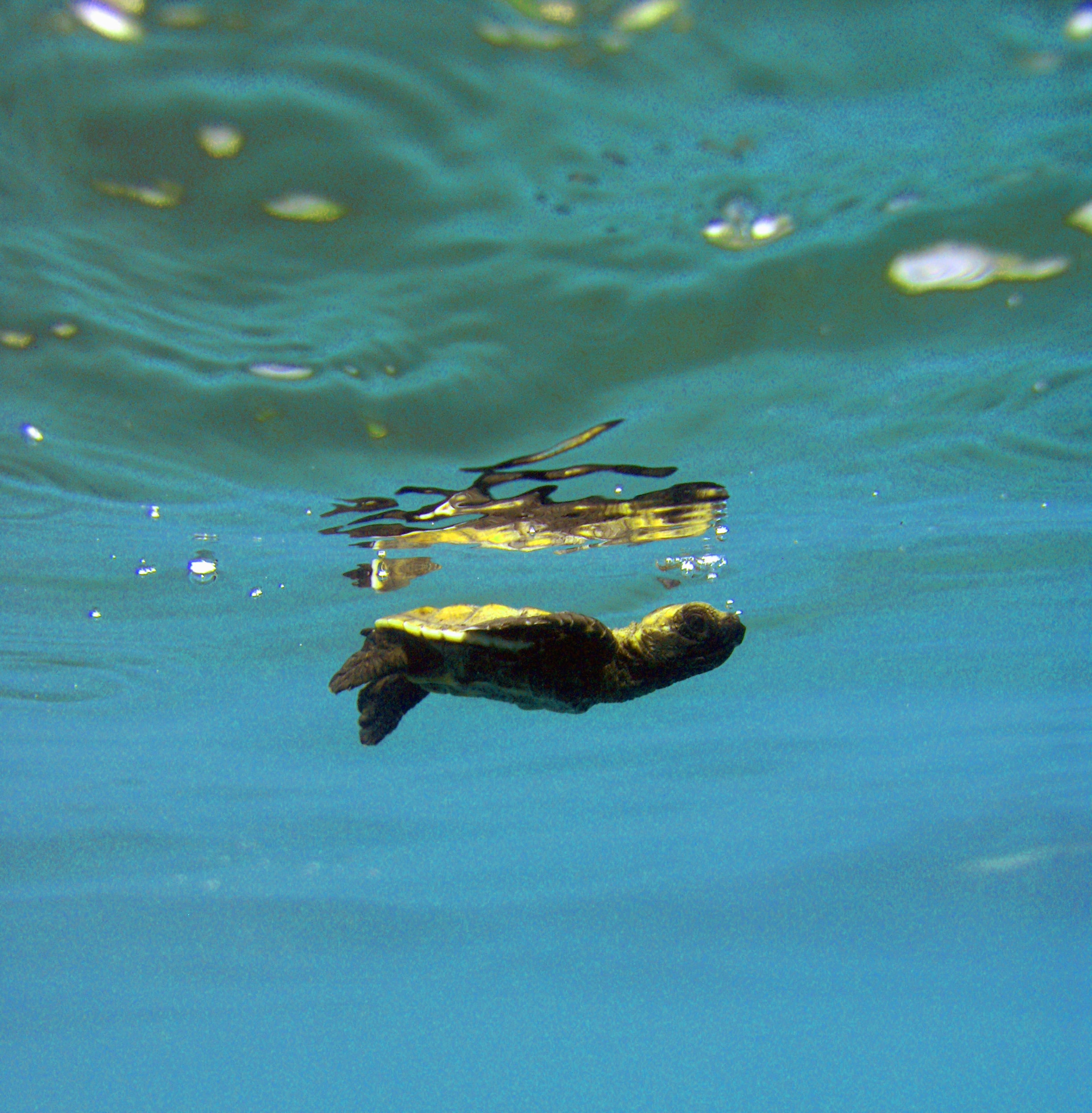 Hawksbill sea turtle hatchling taking its first swim in clear Caribbean water