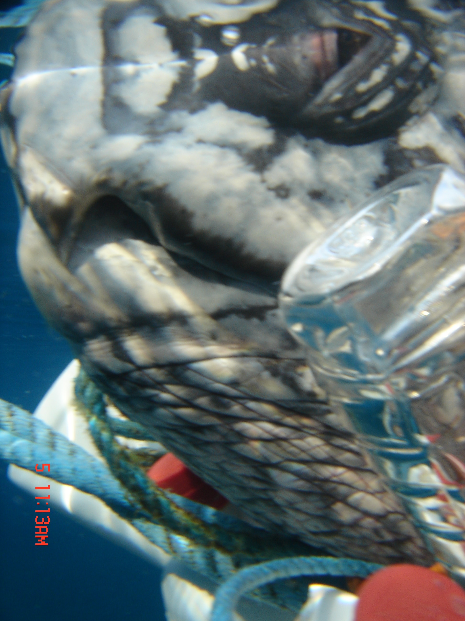 Leatherback sea turtle entangled in fishing net being rescued on a beach in Dominica