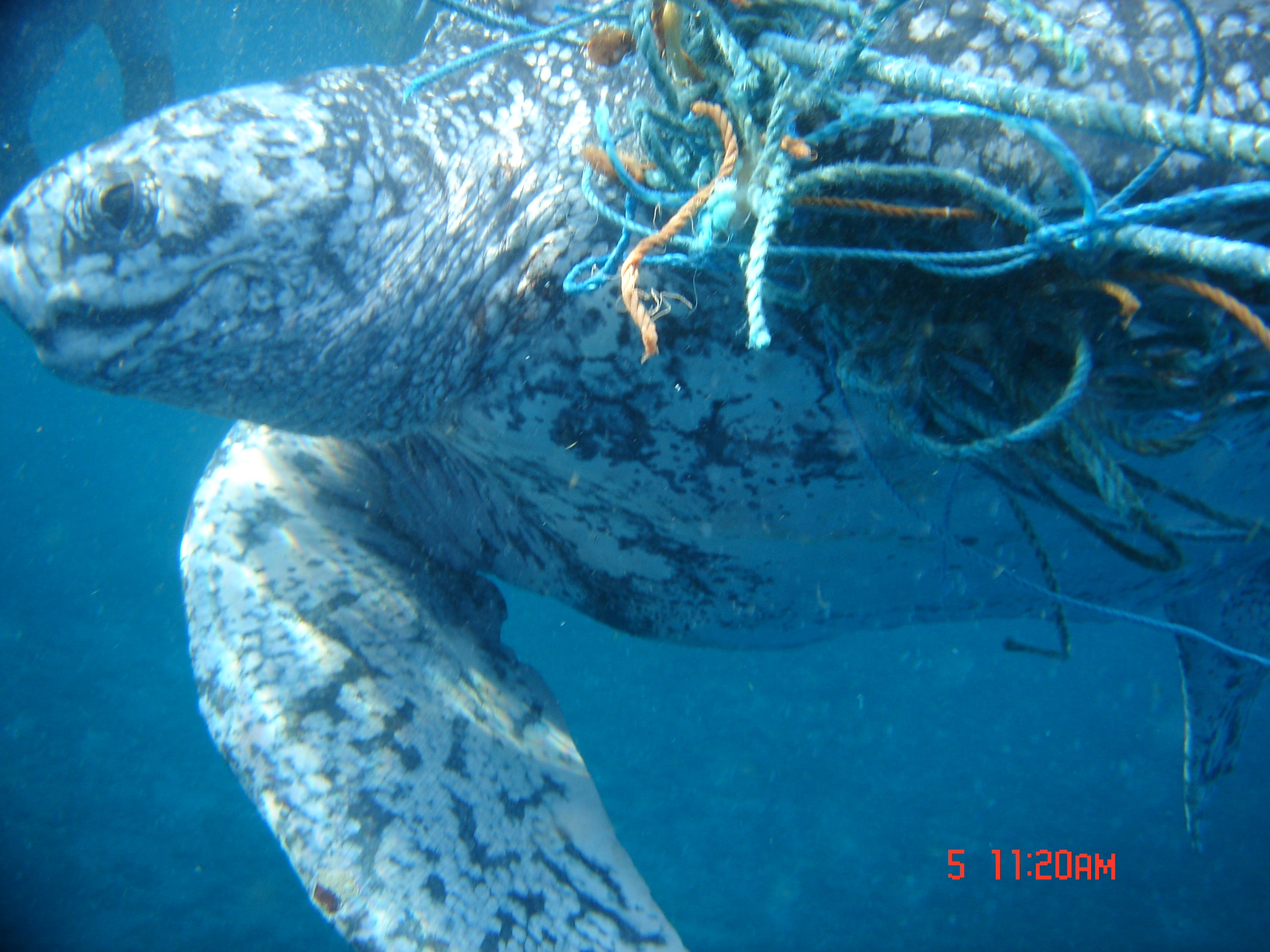 Marine biologist assisting with leatherback turtle rescue operation on Caribbean beach
