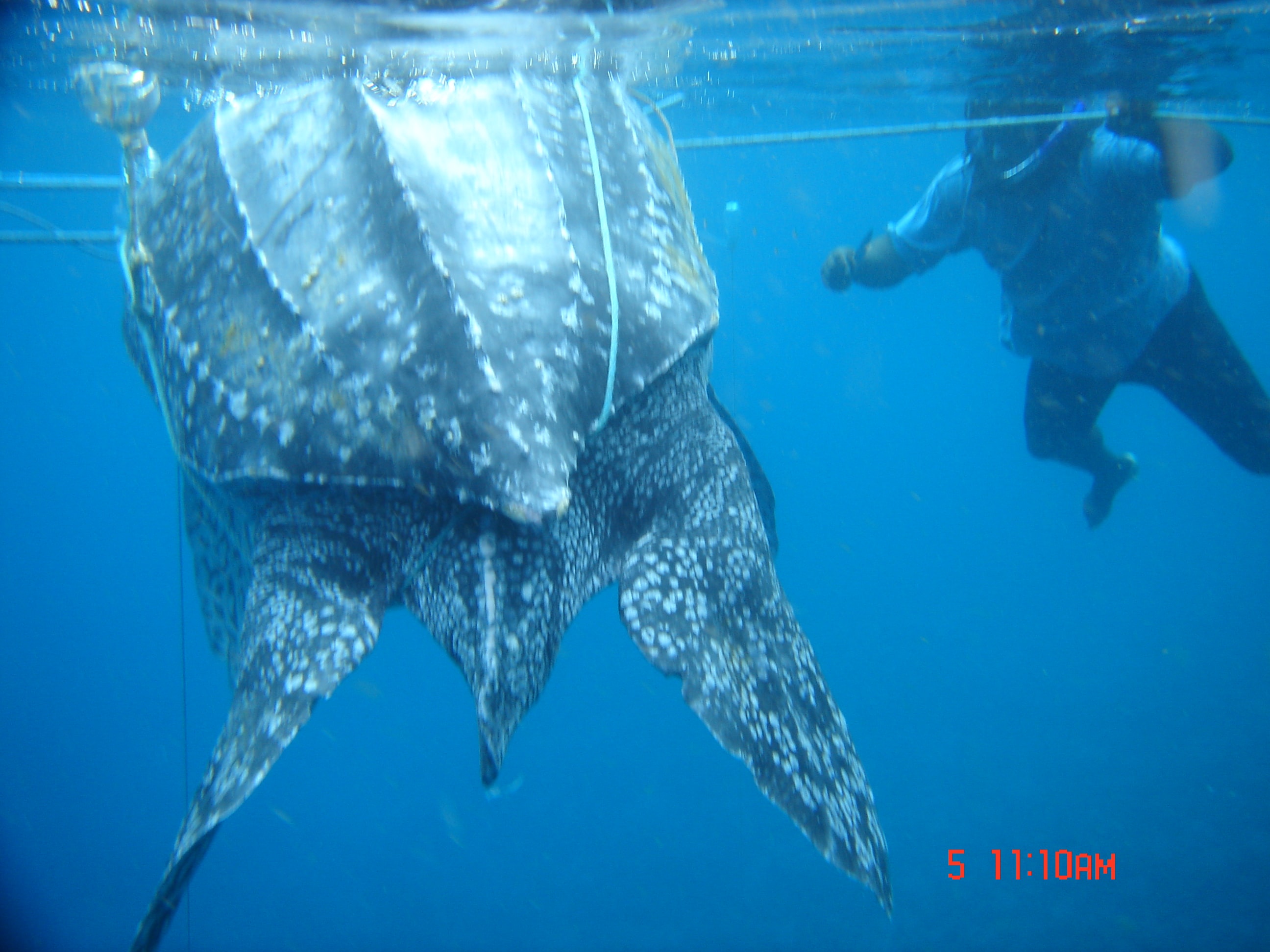 Leatherback sea turtle being guided back to the ocean after rescue from entanglement
