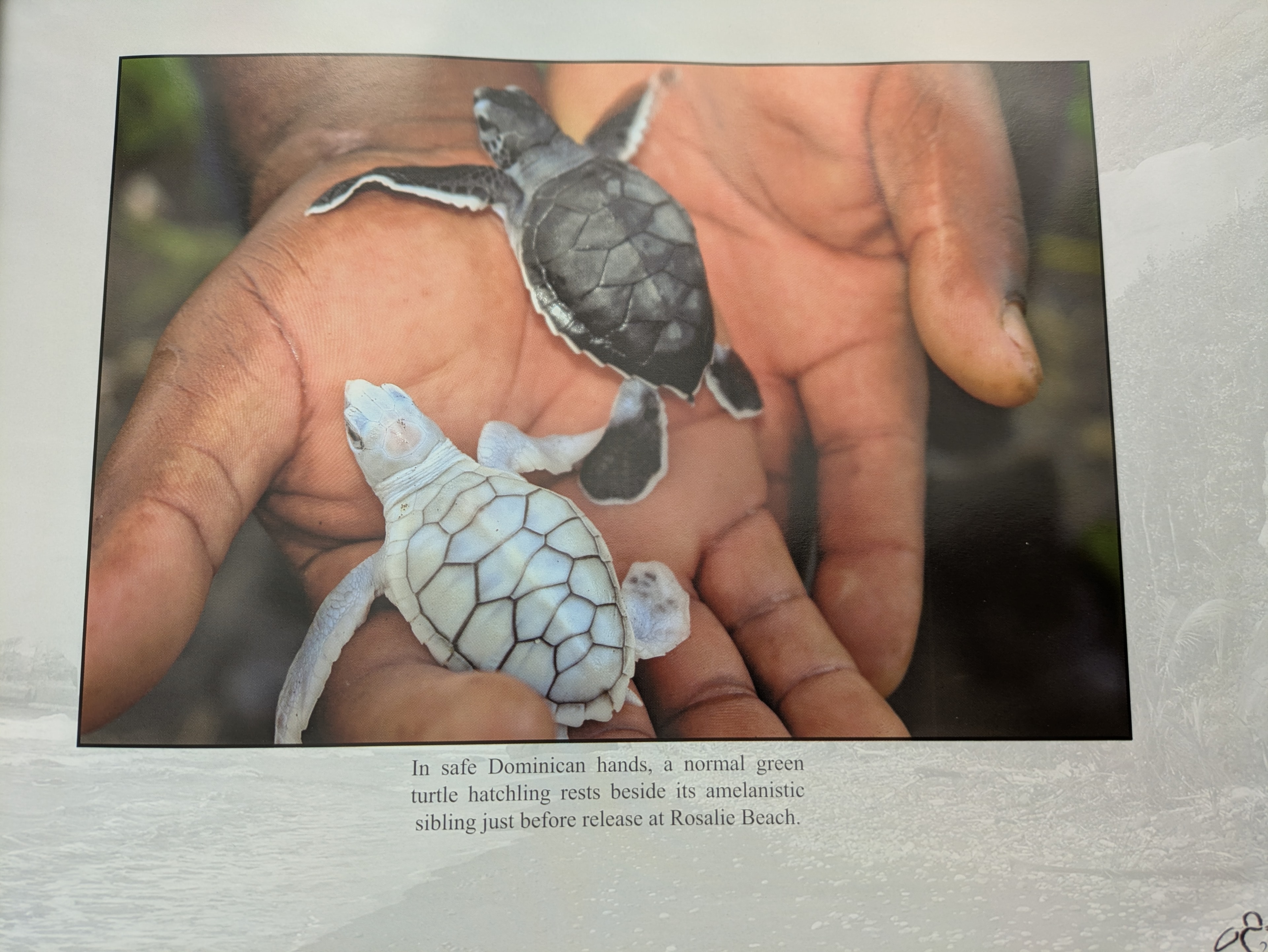 A rare amelanistic green sea turtle hatchling beside its normal sibling, held in Dominican hands, Rosalie Beach