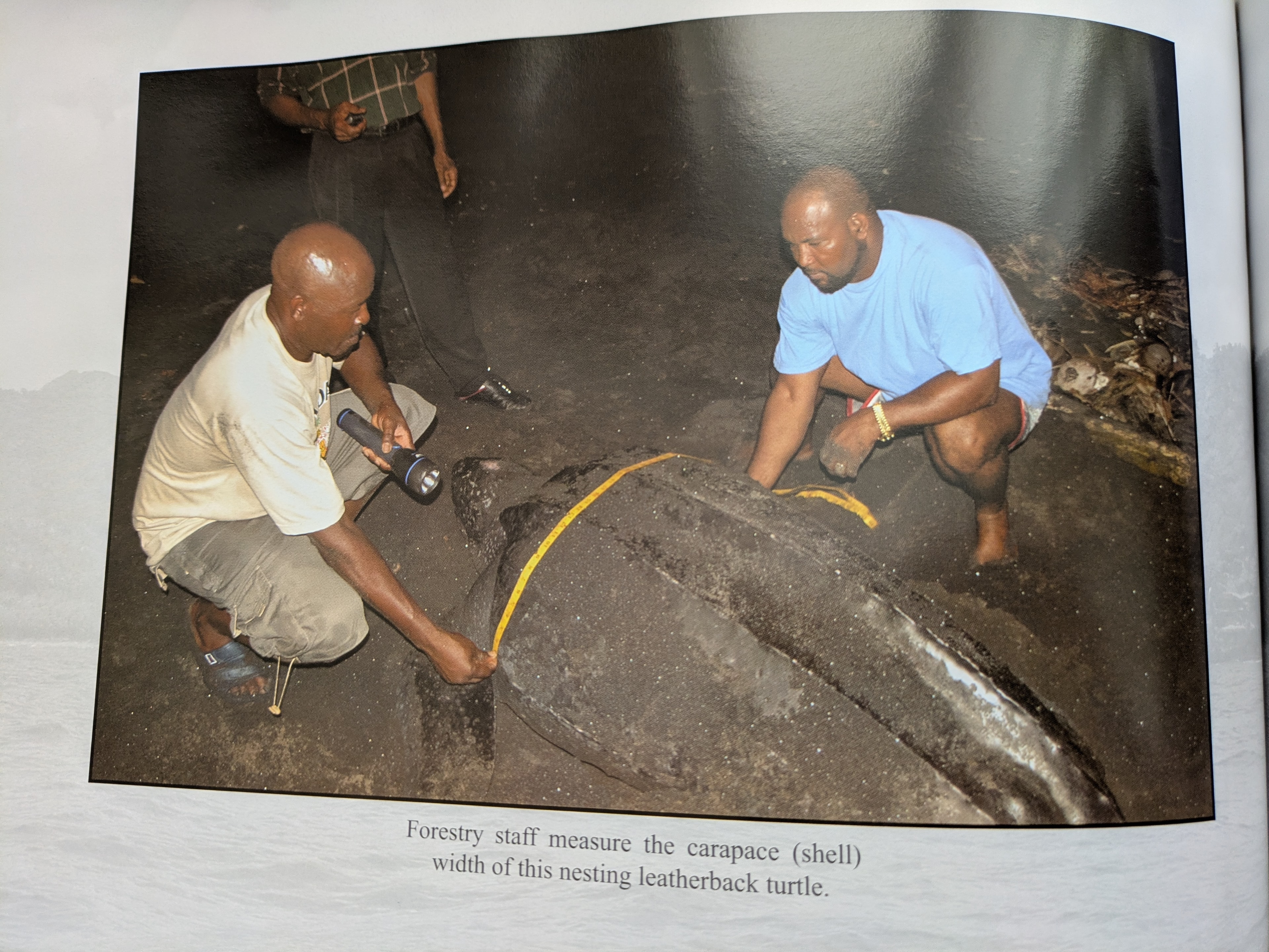 Forestry staff measure the carapace of a nesting leatherback sea turtle, La Plaine, Dominica