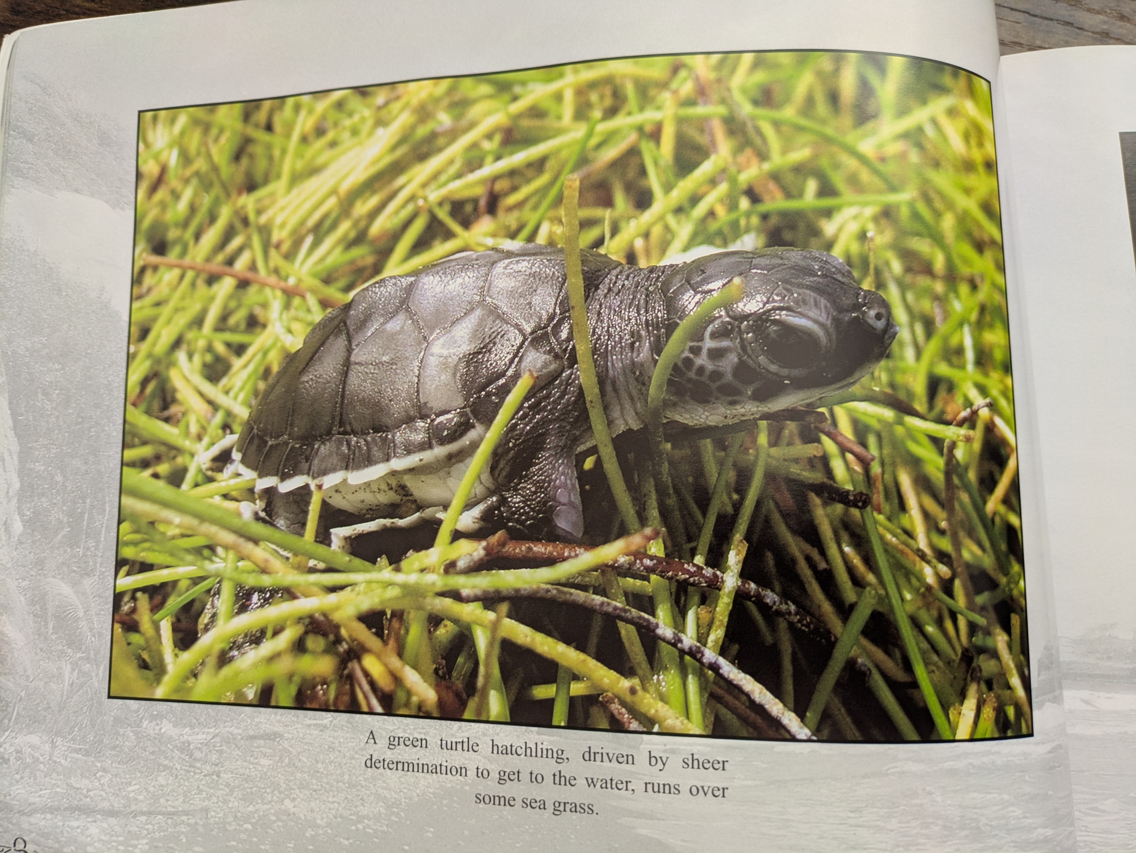 A green turtle hatchling runs over sea grass towards the ocean, Dominica
