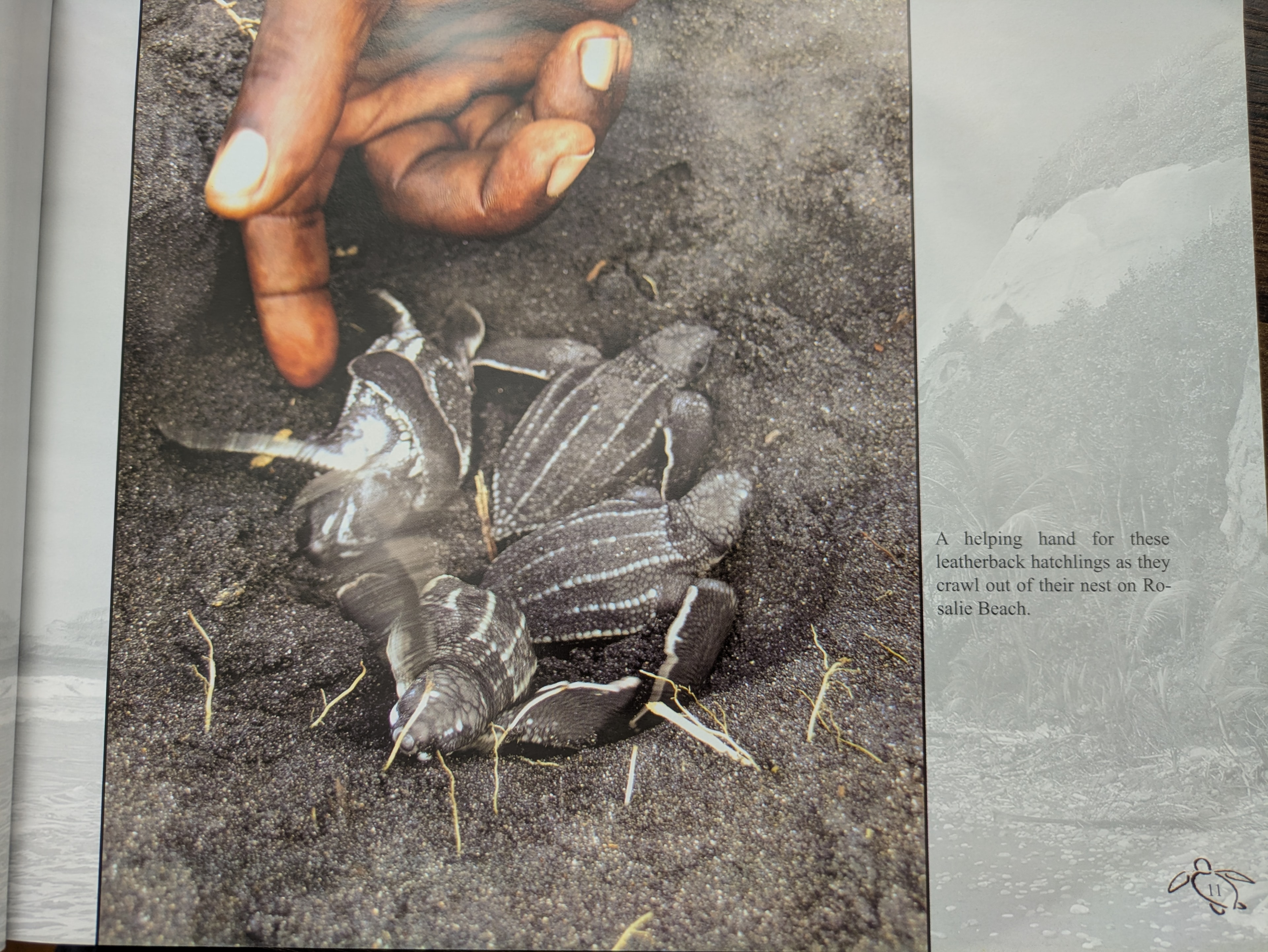 A helping hand for leatherback hatchlings as they crawl out of their nest on Rosalie Beach