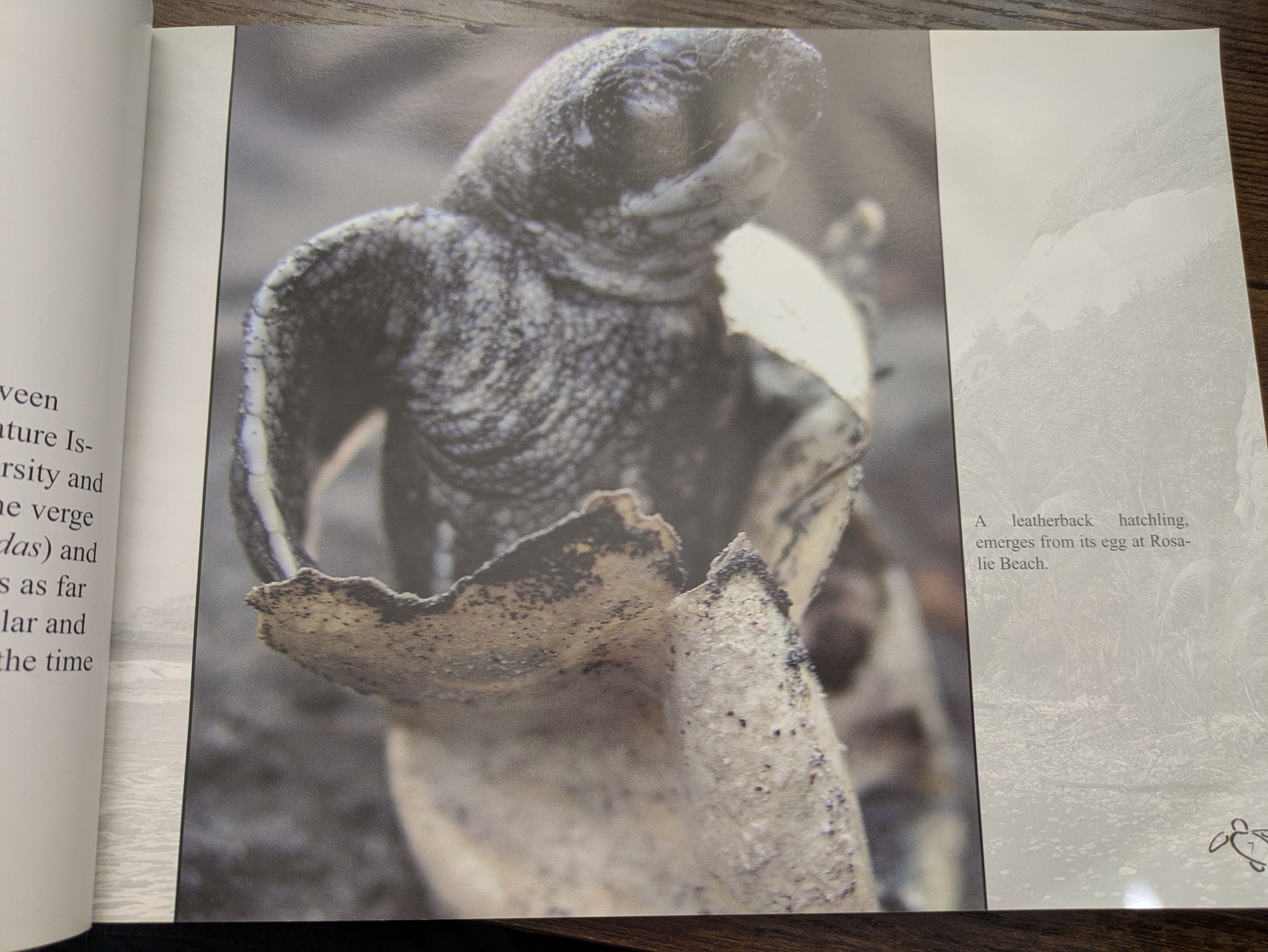 A leatherback hatchling emerges from its egg at Rosalie Beach, Dominica