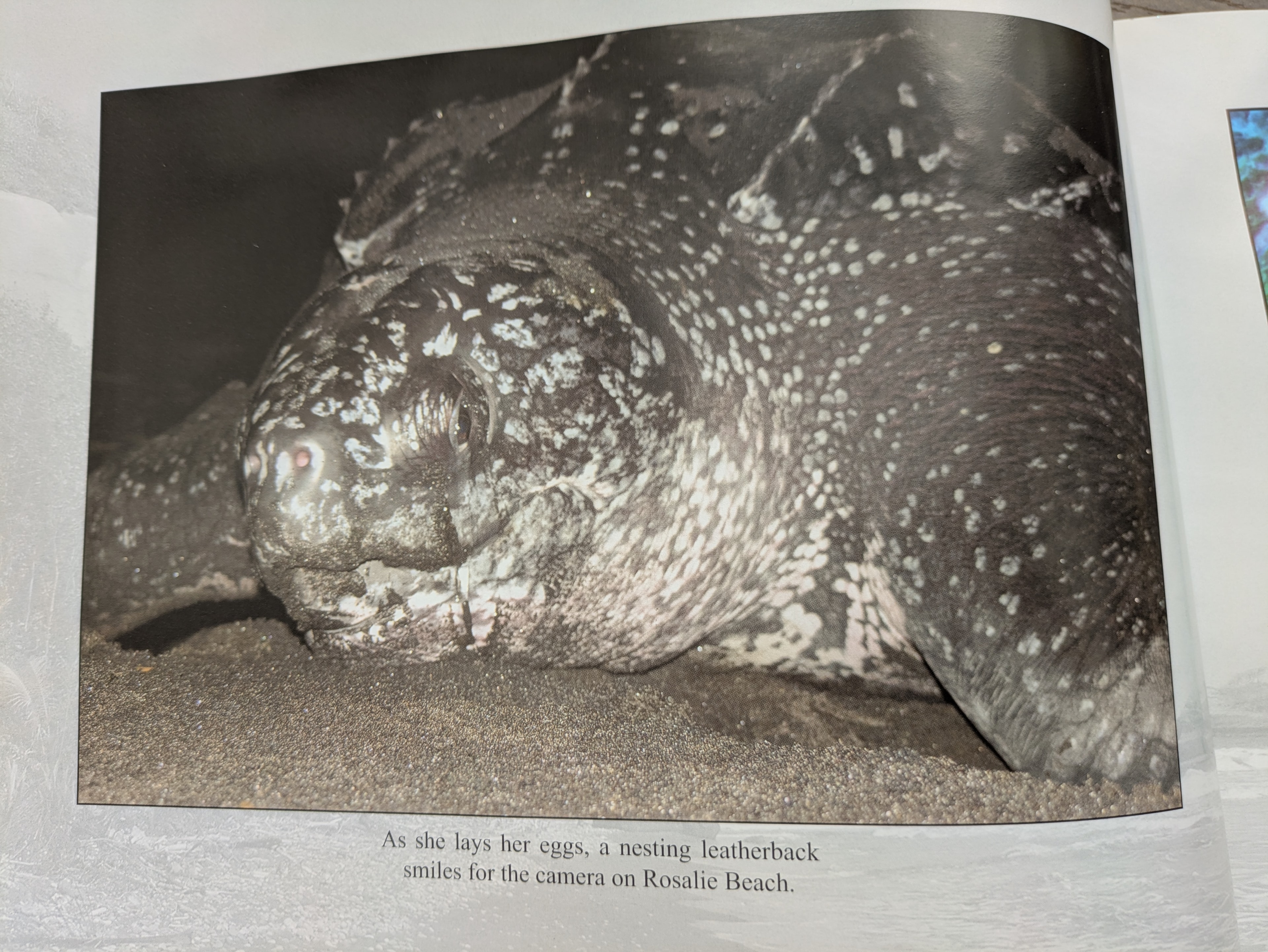 A nesting leatherback sea turtle smiles for the camera on Rosalie Beach, Dominica