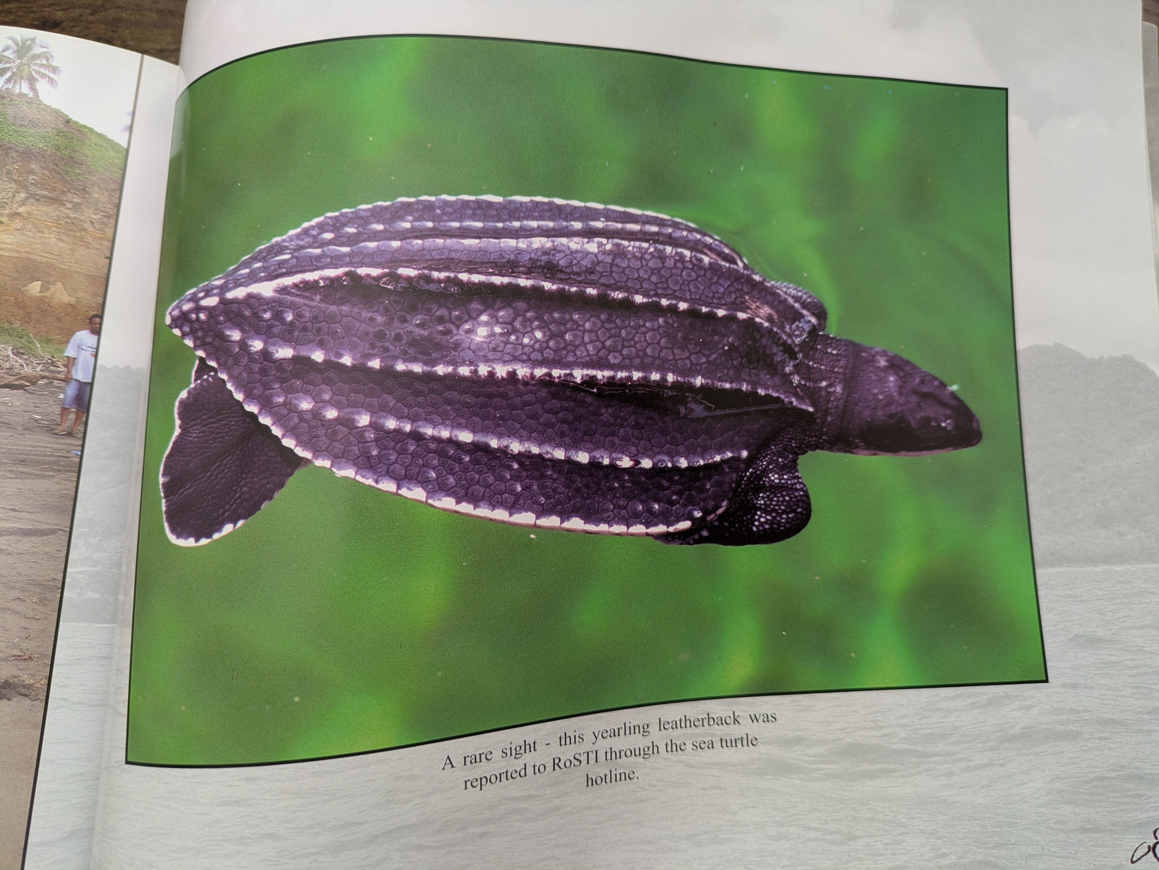 A rare yearling leatherback sea turtle reported to RoSTI through the sea turtle hotline, Dominica