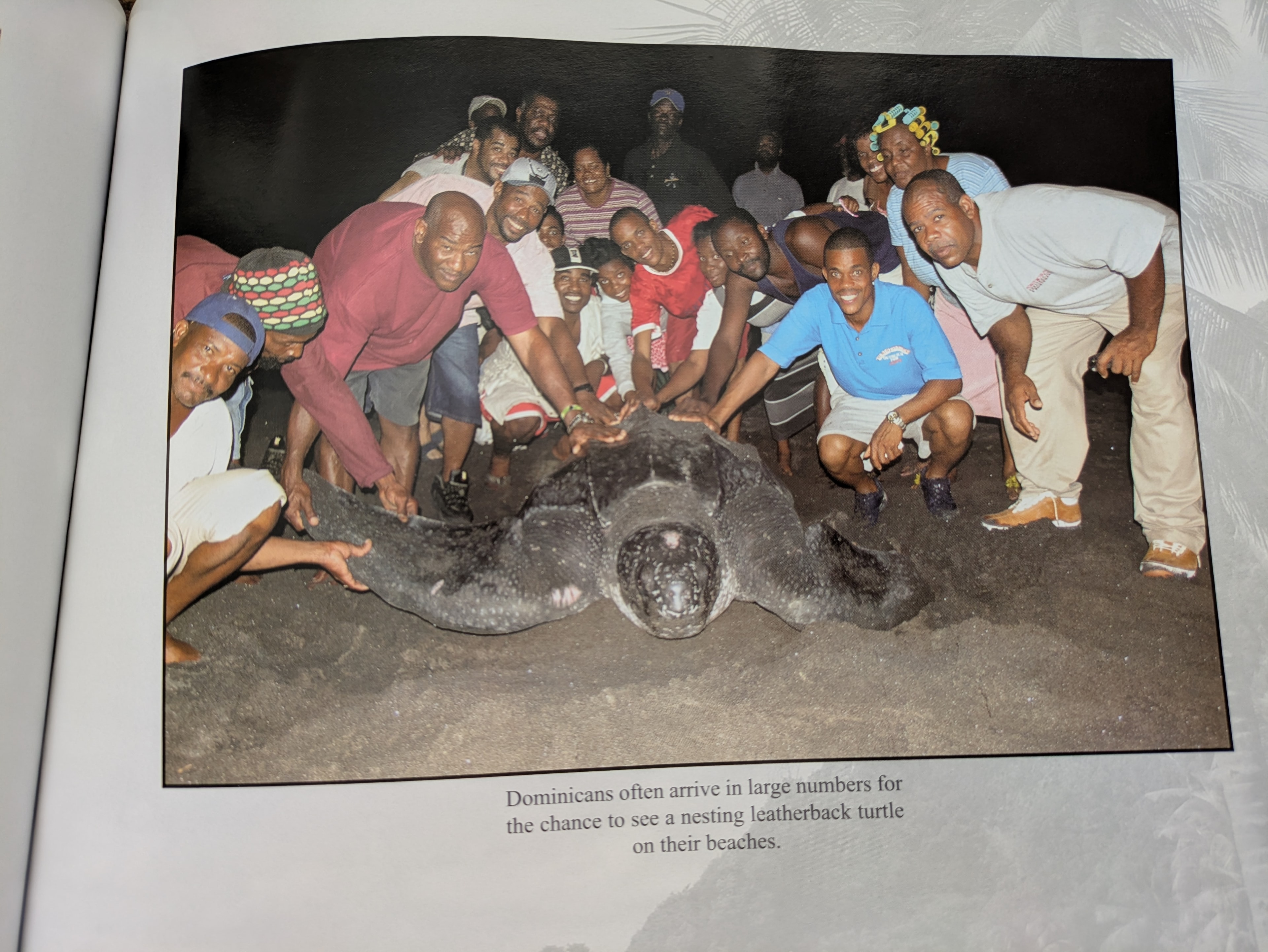 Dominicans gathered around a nesting leatherback sea turtle on the beach at night