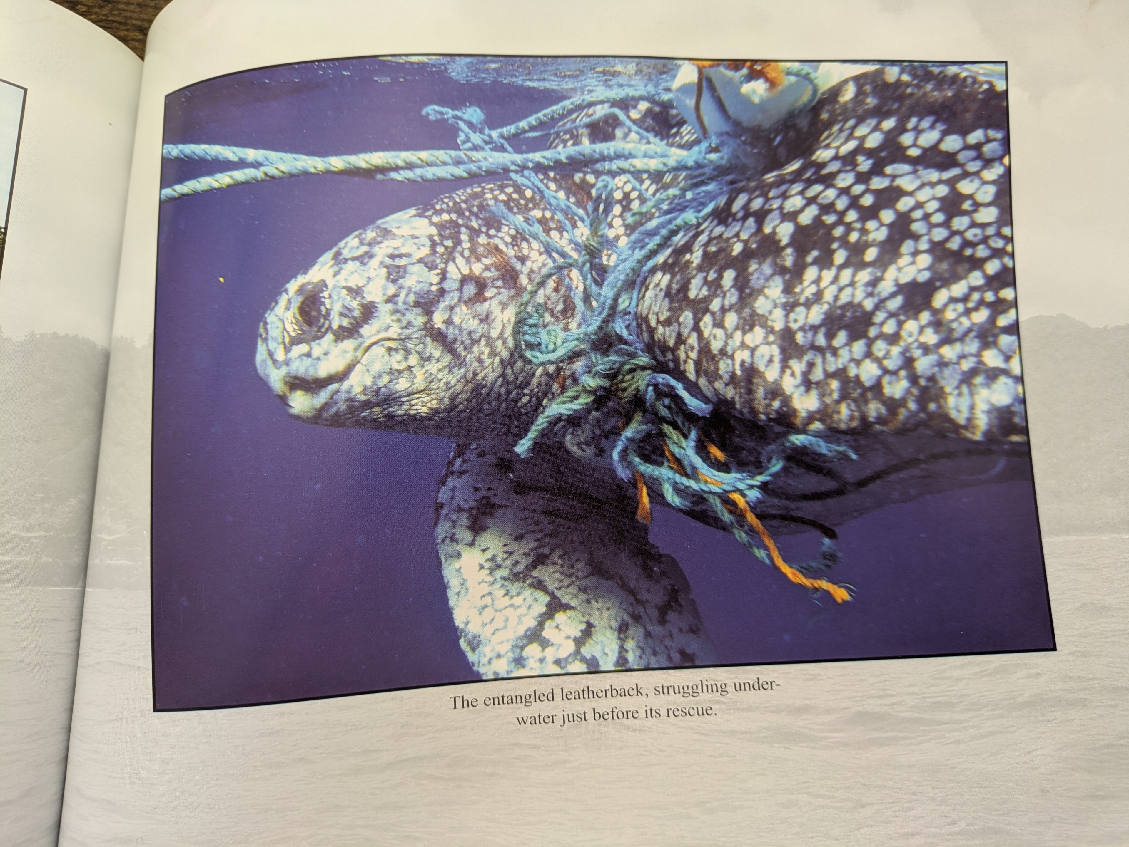 The entangled leatherback sea turtle struggling underwater just before its rescue, Scotts Head, Dominica