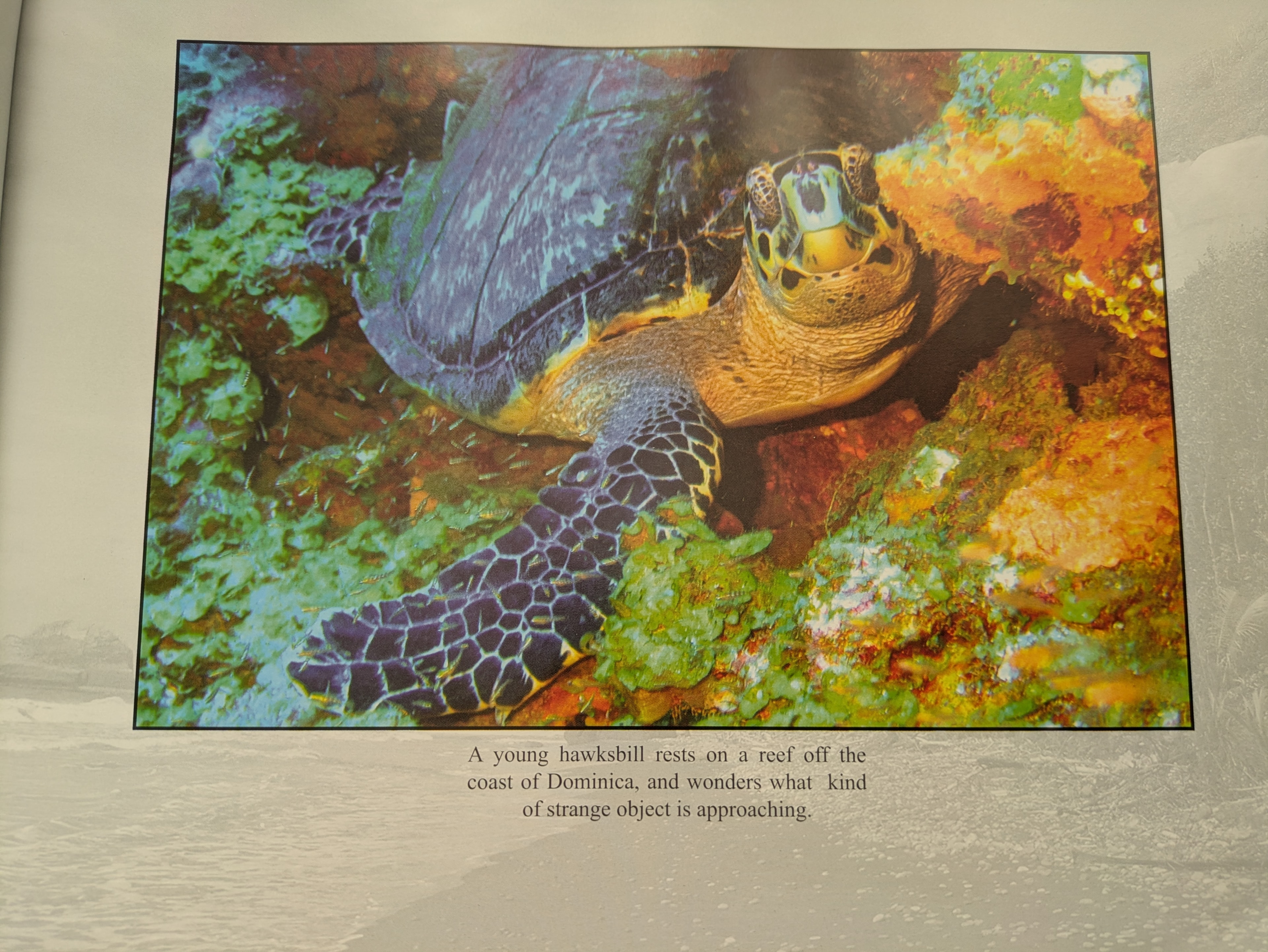 A young hawksbill rests on a reef off the coast of Dominica, and wonders what kind of strange object is approaching