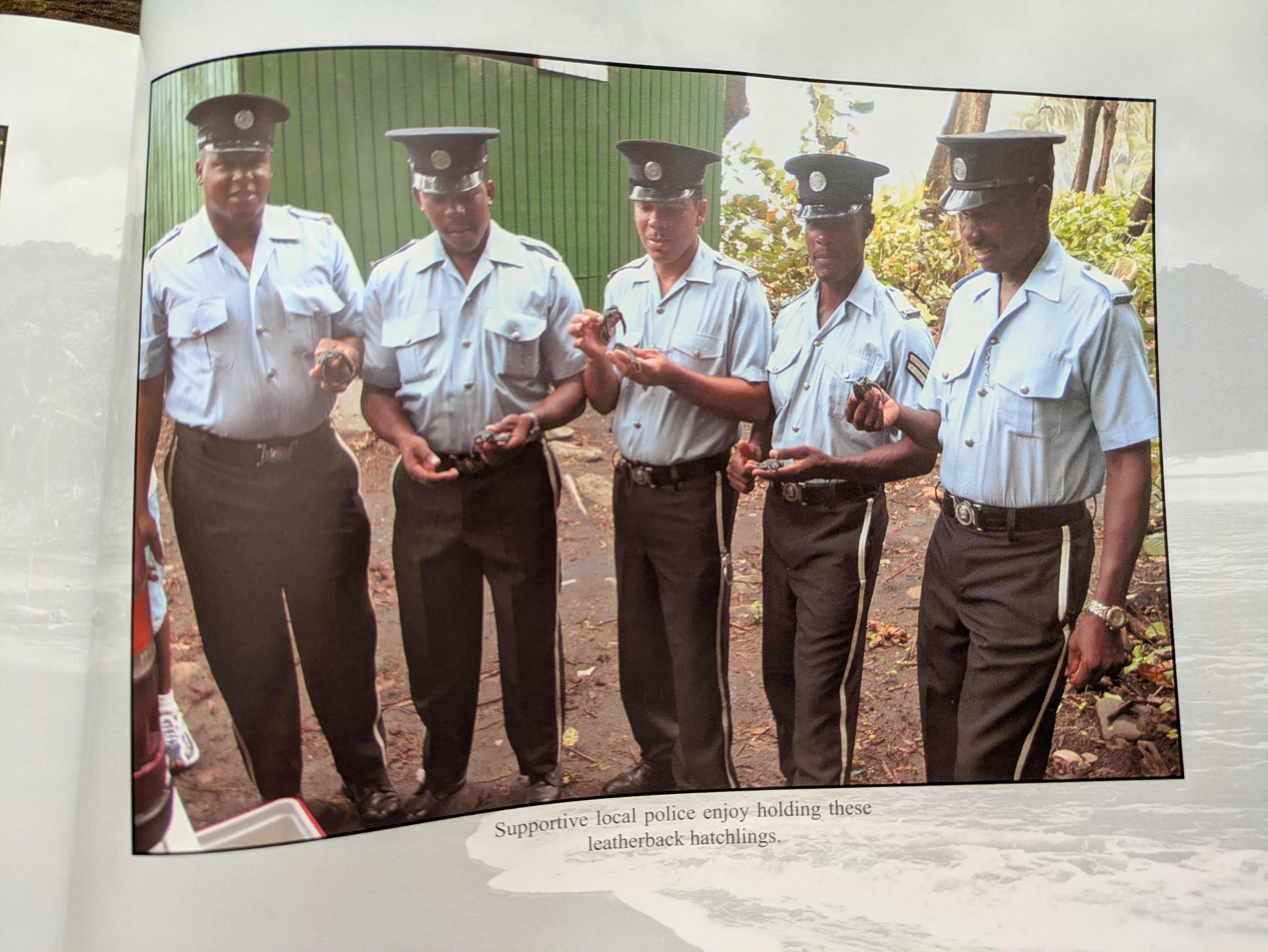 Supportive local Dominican police enjoy holding leatherback hatchlings on Hatchling Day, Rosalie Beach