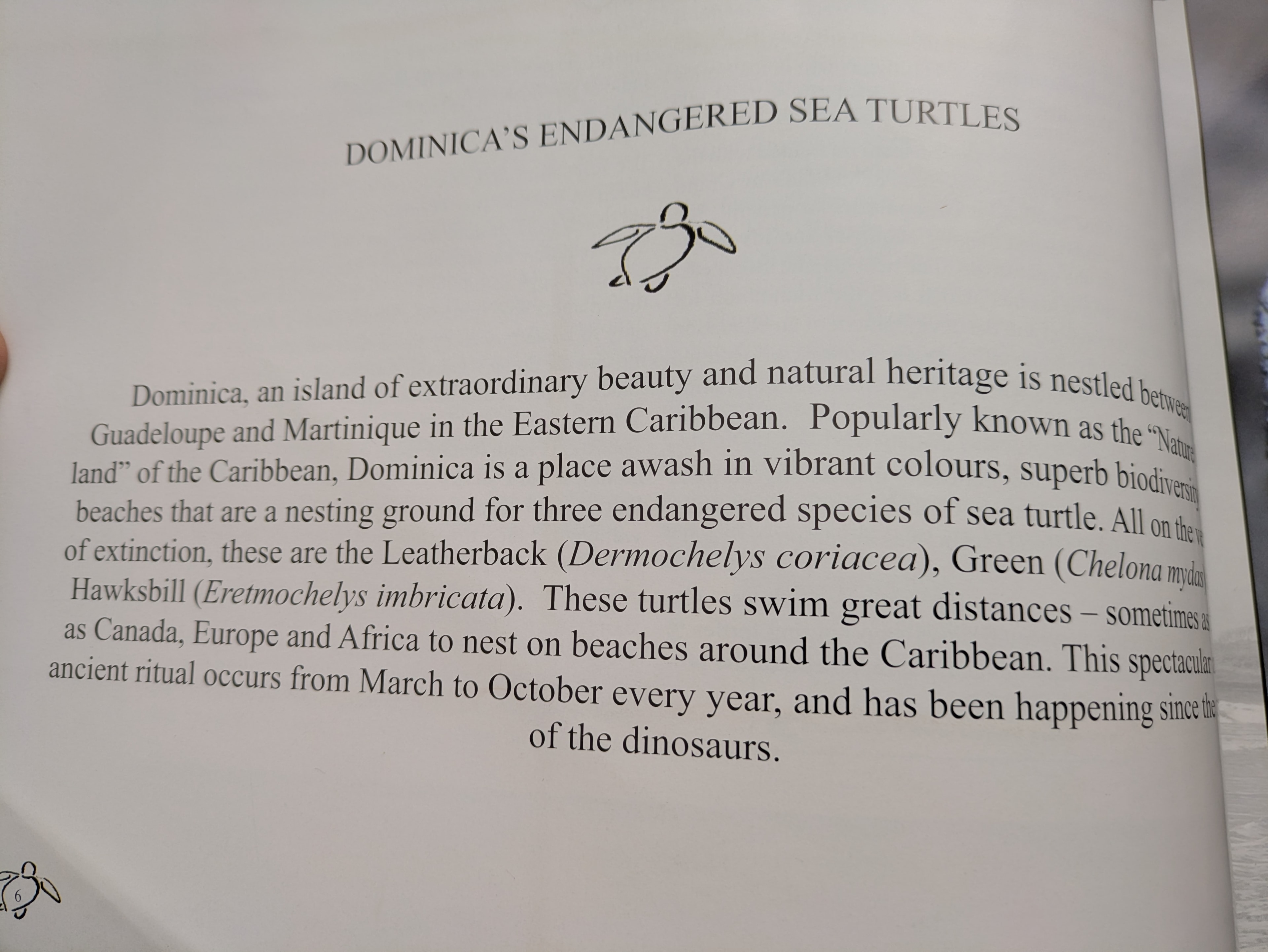 Dominica's Endangered Sea Turtles — RoSTI book