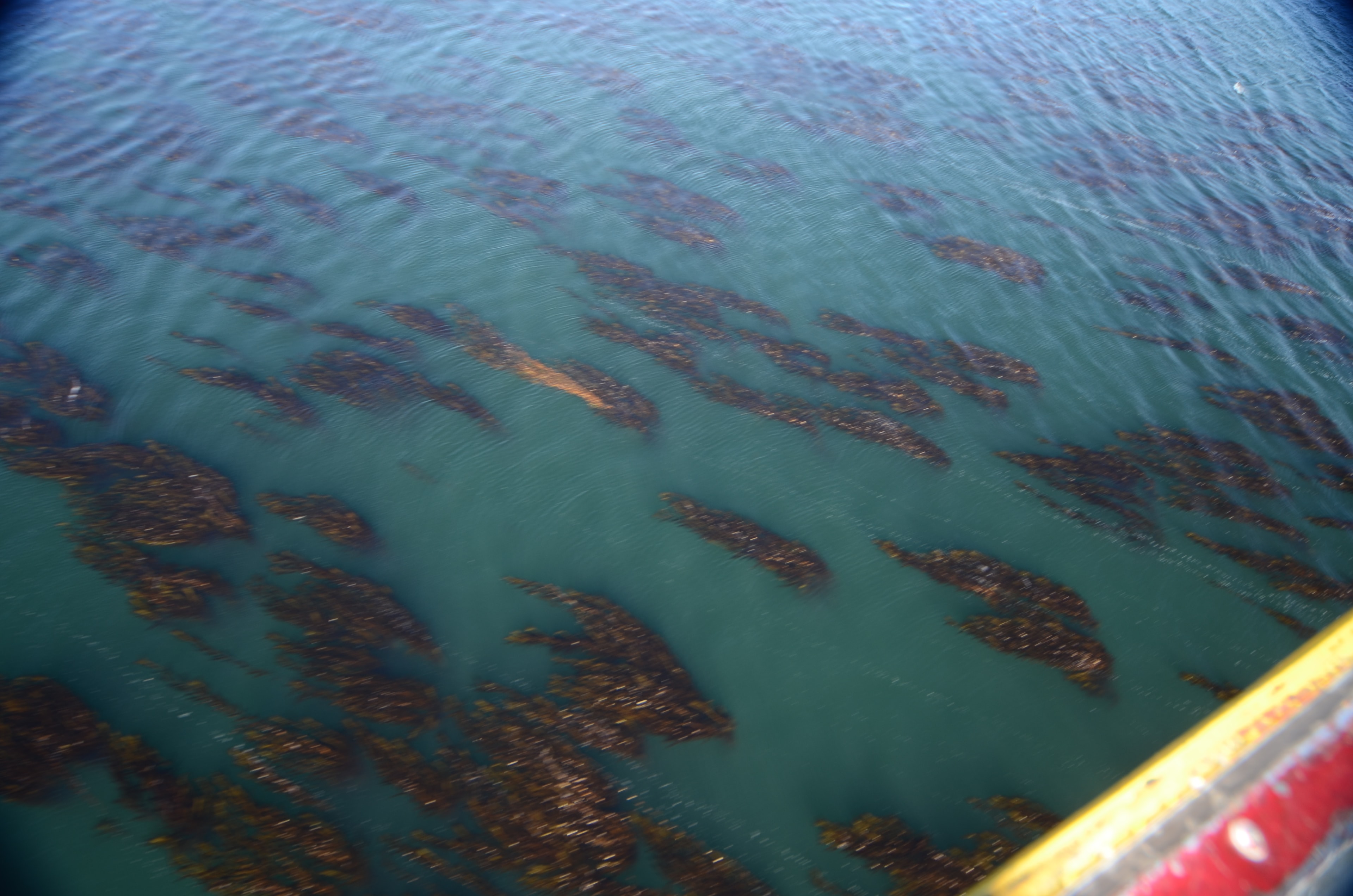 Dark kelp beds visible in clear coastal water in the Falkland Islands