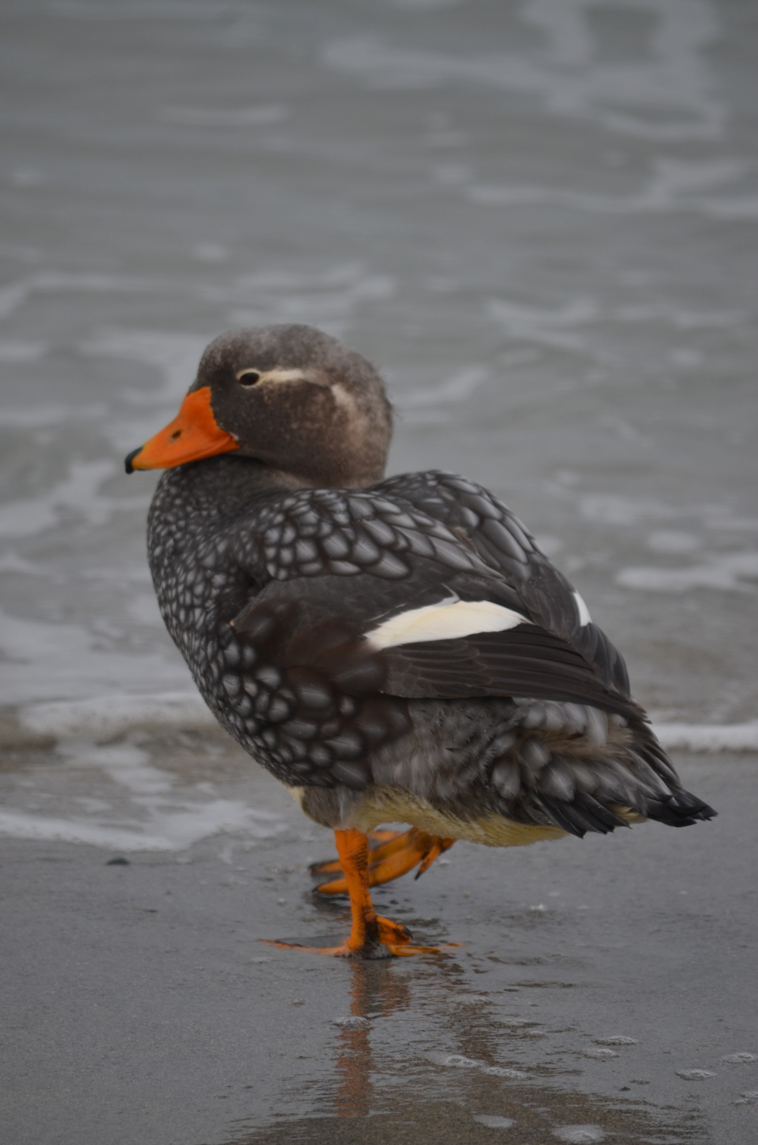 Coastal waterfowl photographed at Bertha’s Beach in the Falkland Islands