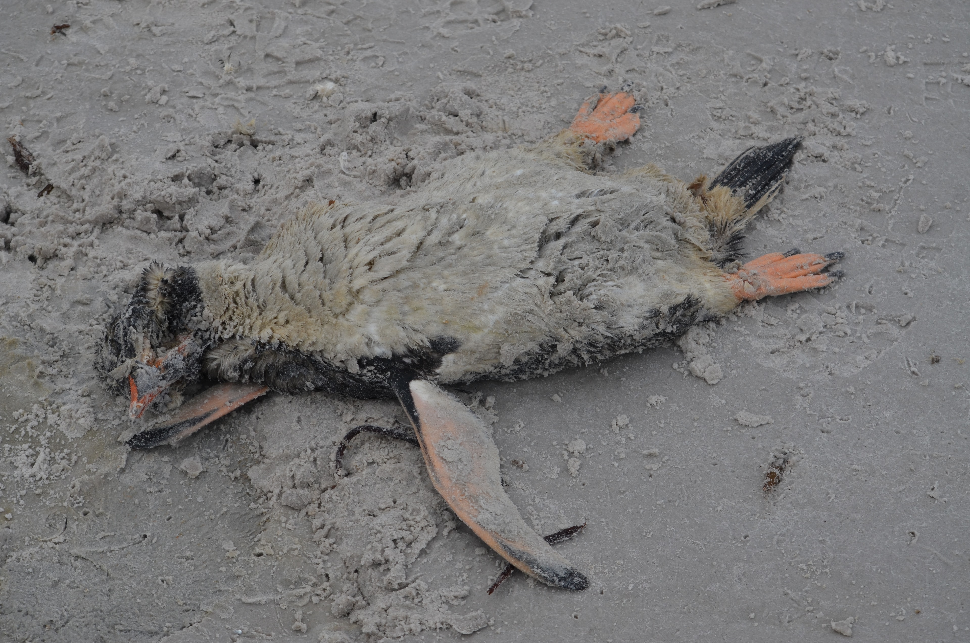 A Gentoo penguin on frozen wet sand at Bertha’s Beach, East Falkland