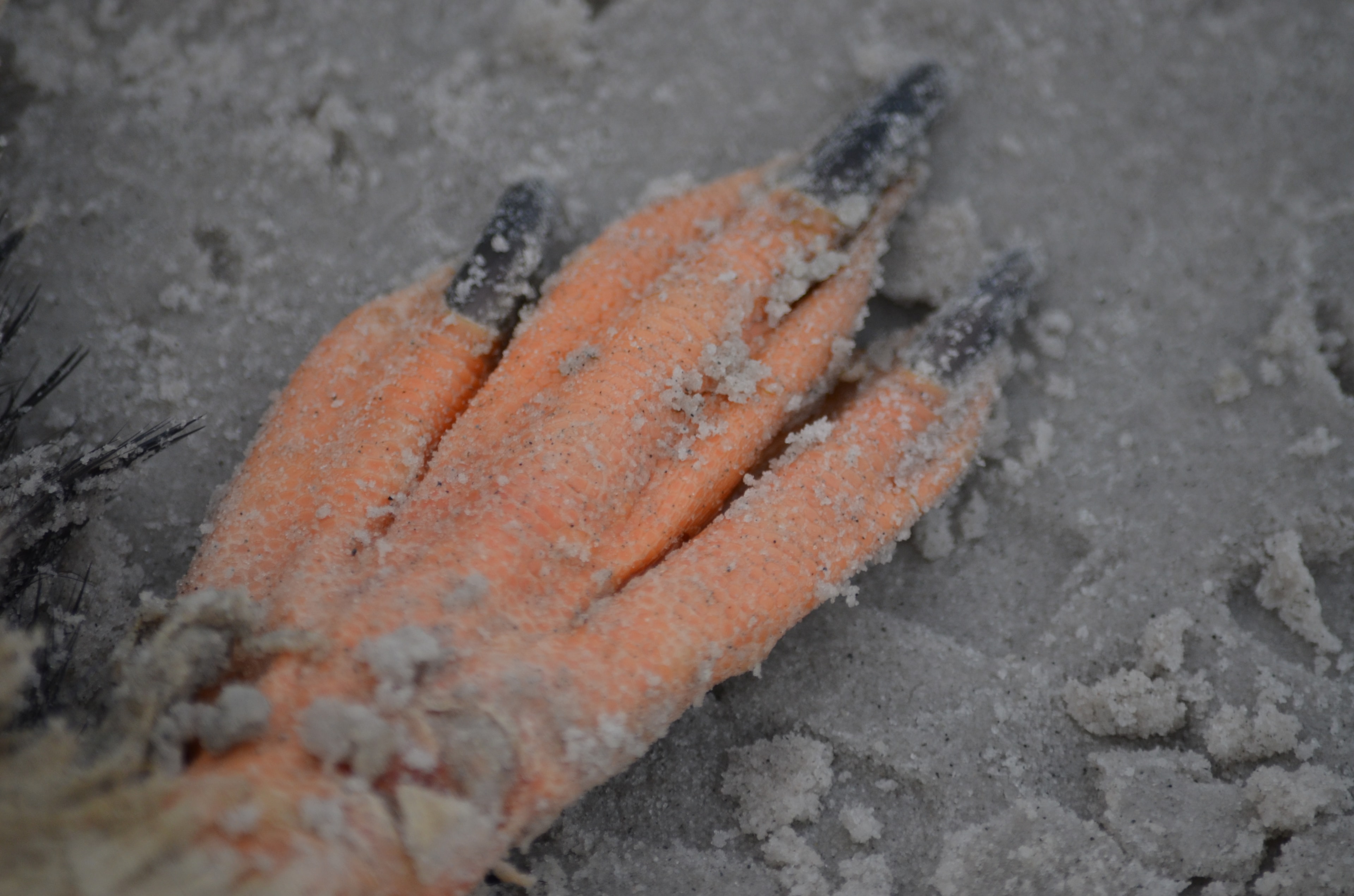 Gentoo penguin foot resting on frozen wet sand at Bertha’s Beach