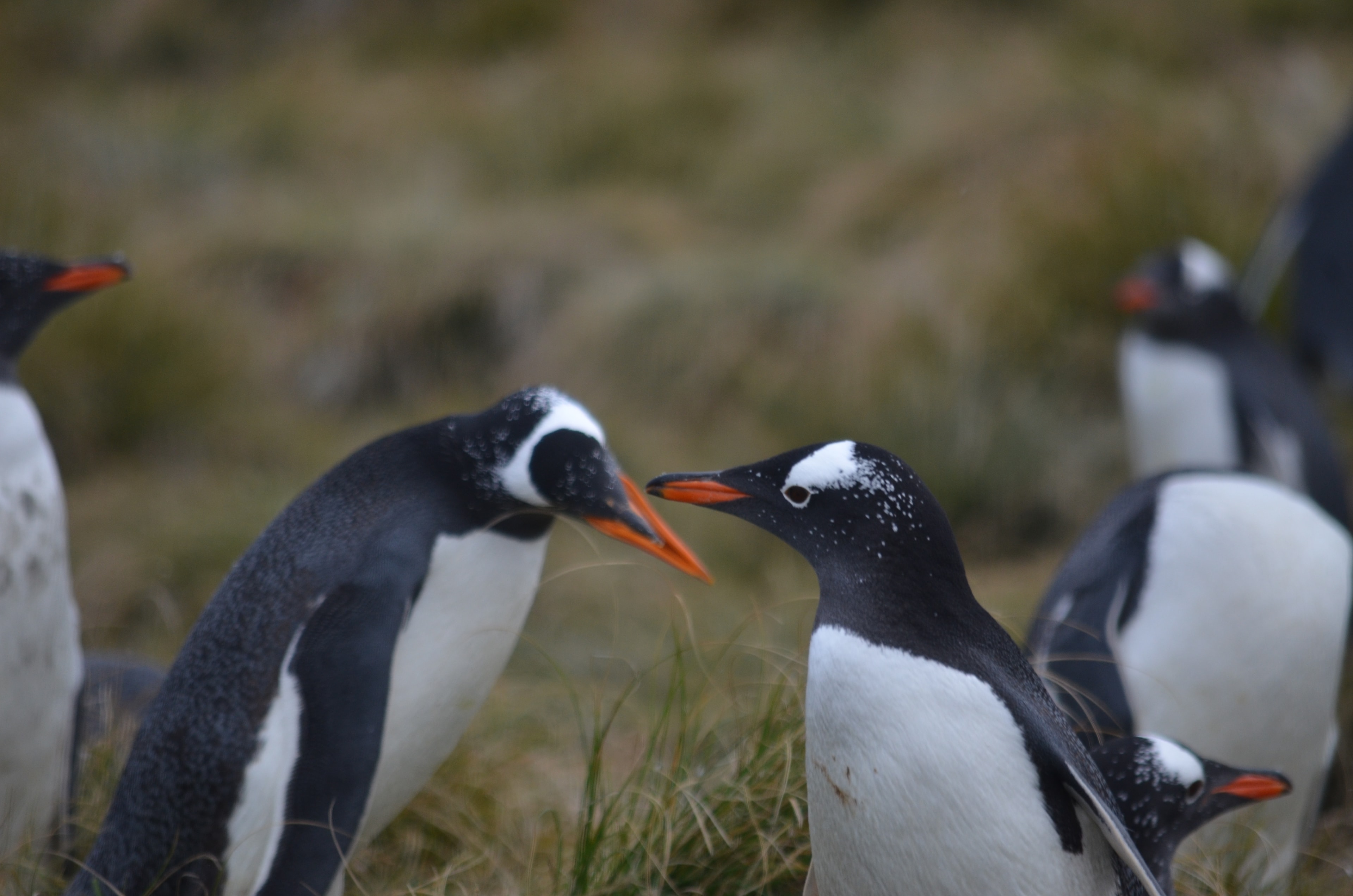 Gentoo penguins on the beach at Bertha’s Beach, East Falkland