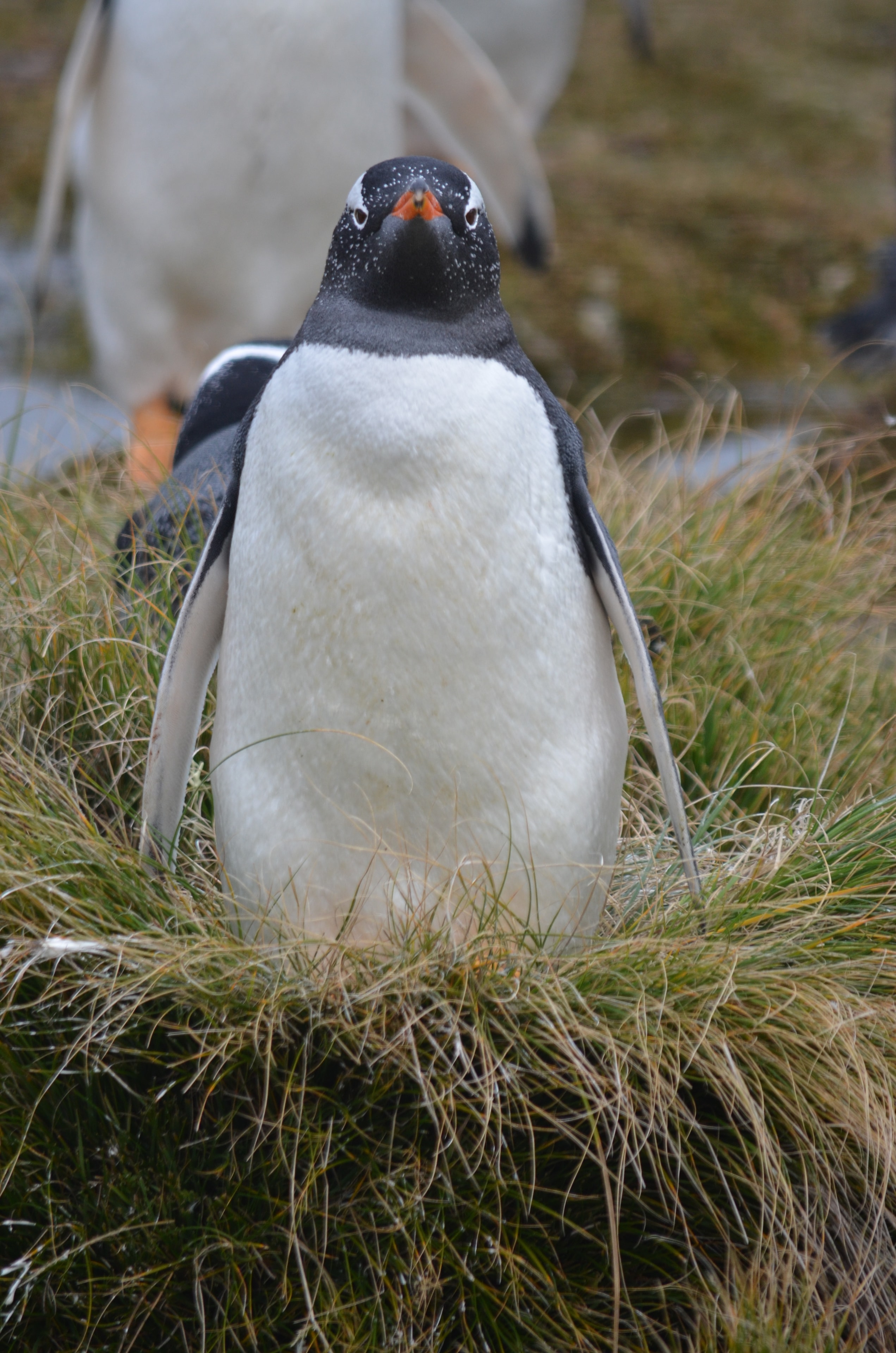 Gentoo penguin colony on grass and dunes at Bertha’s Beach