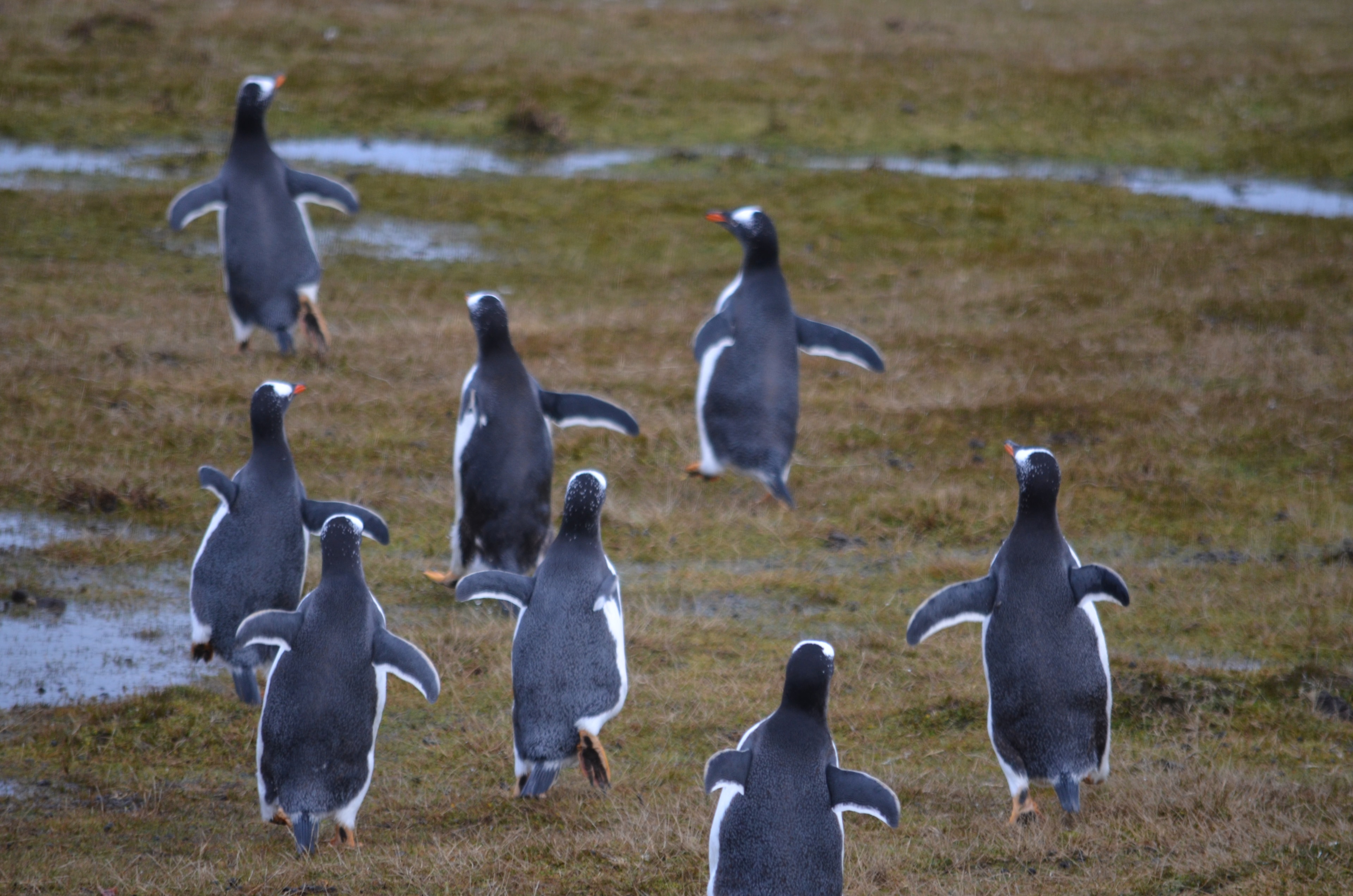 Gentoo penguins moving through the coastal landscape near Bertha’s Beach