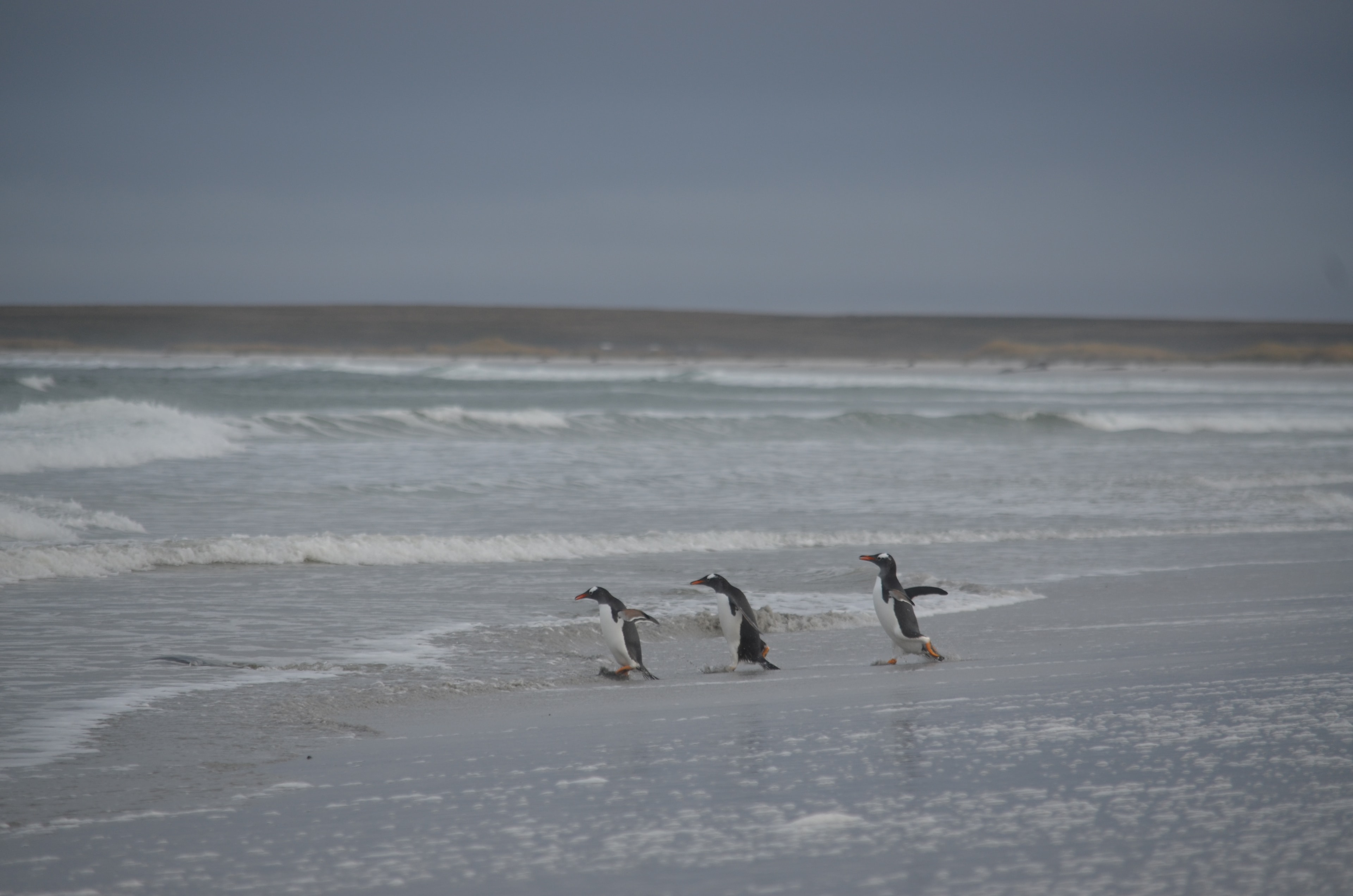 Gentoo penguins moving towards the sea at Bertha’s Beach