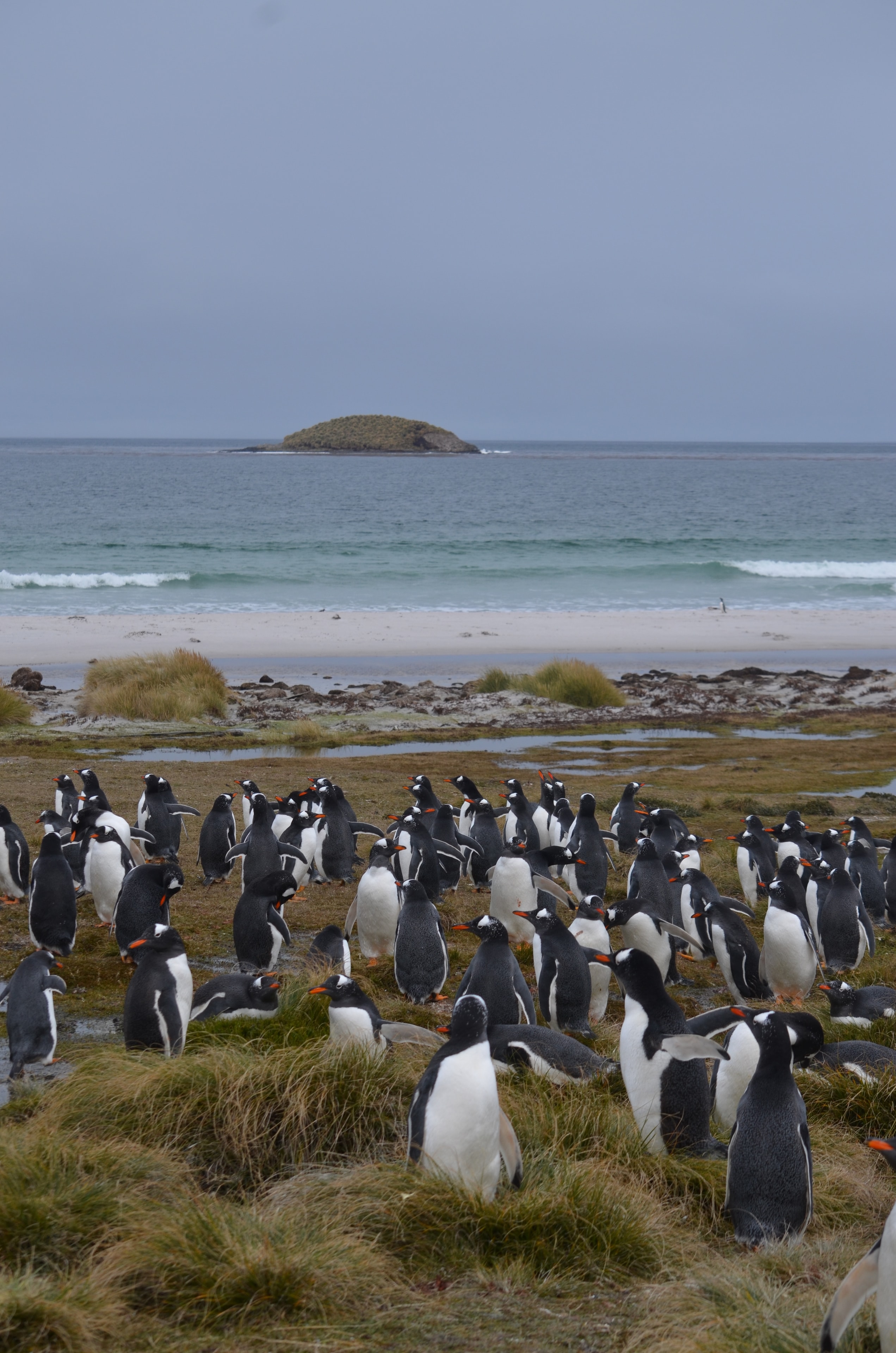 Gentoo penguin colony on the shoreline at Bertha’s Beach, East Falkland