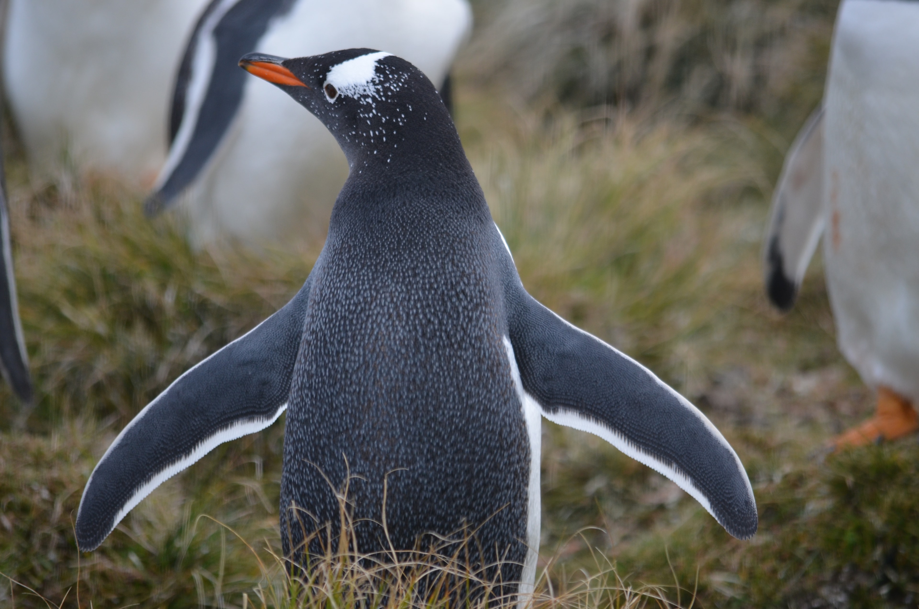 Gentoo penguin at Bertha’s Beach, East Falkland, photographed by Rowan Byrne in 2008