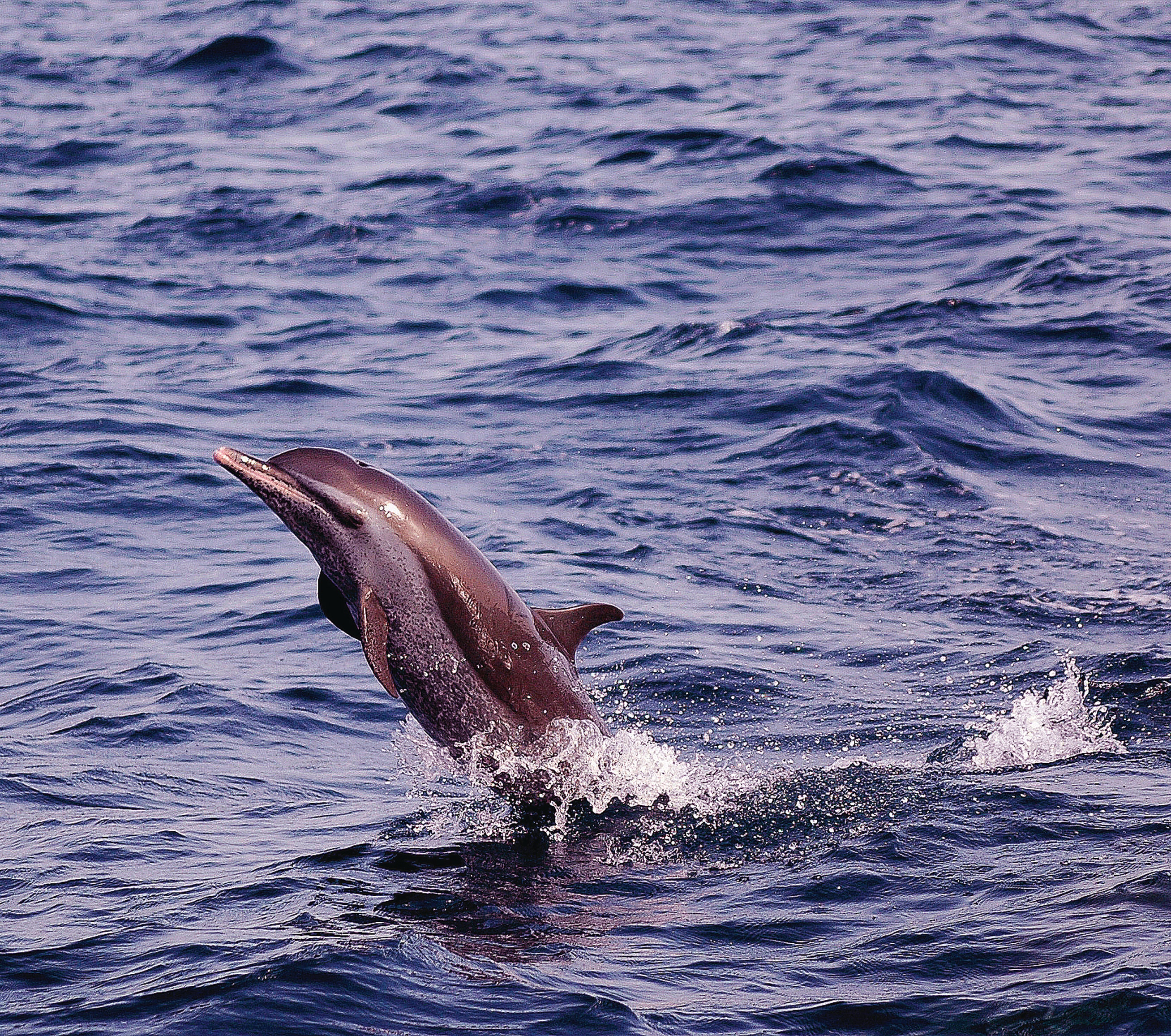 Spotted dolphin breaching off the coast of Dominica