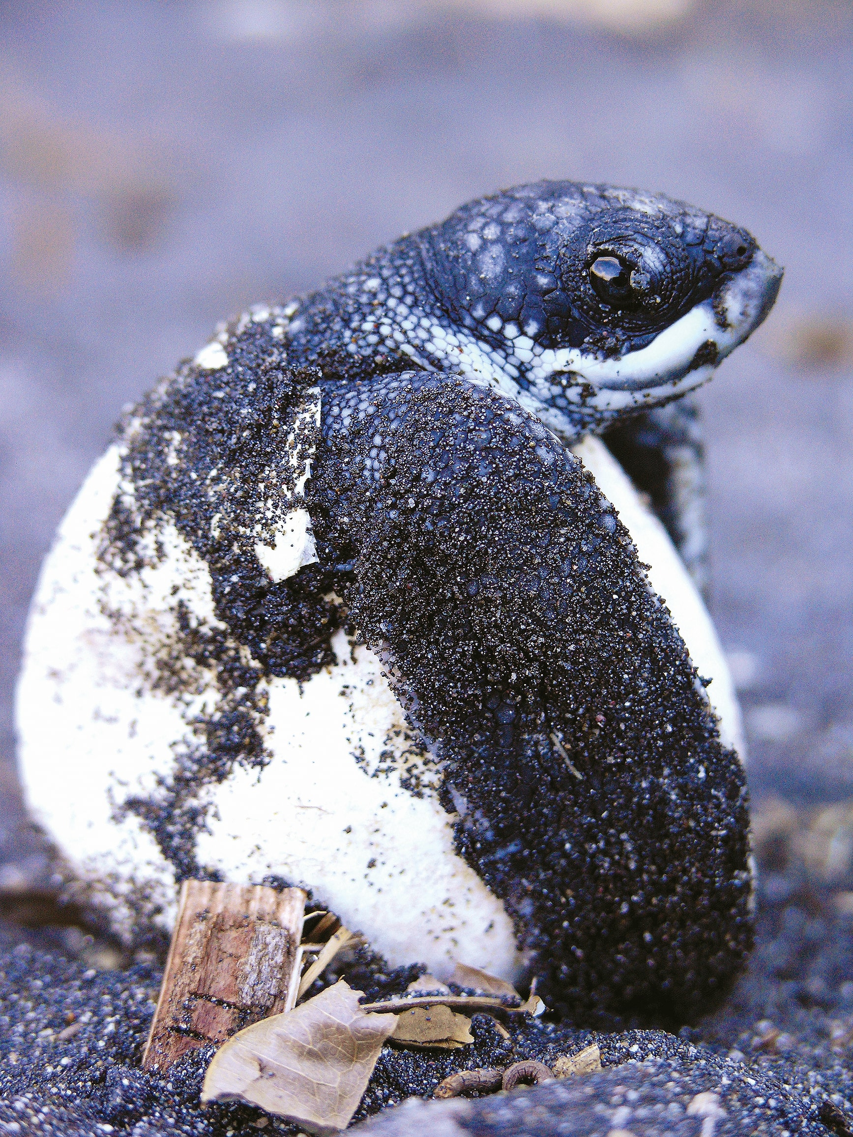 Leatherback sea turtle hatchling emerging from an egg in Dominica