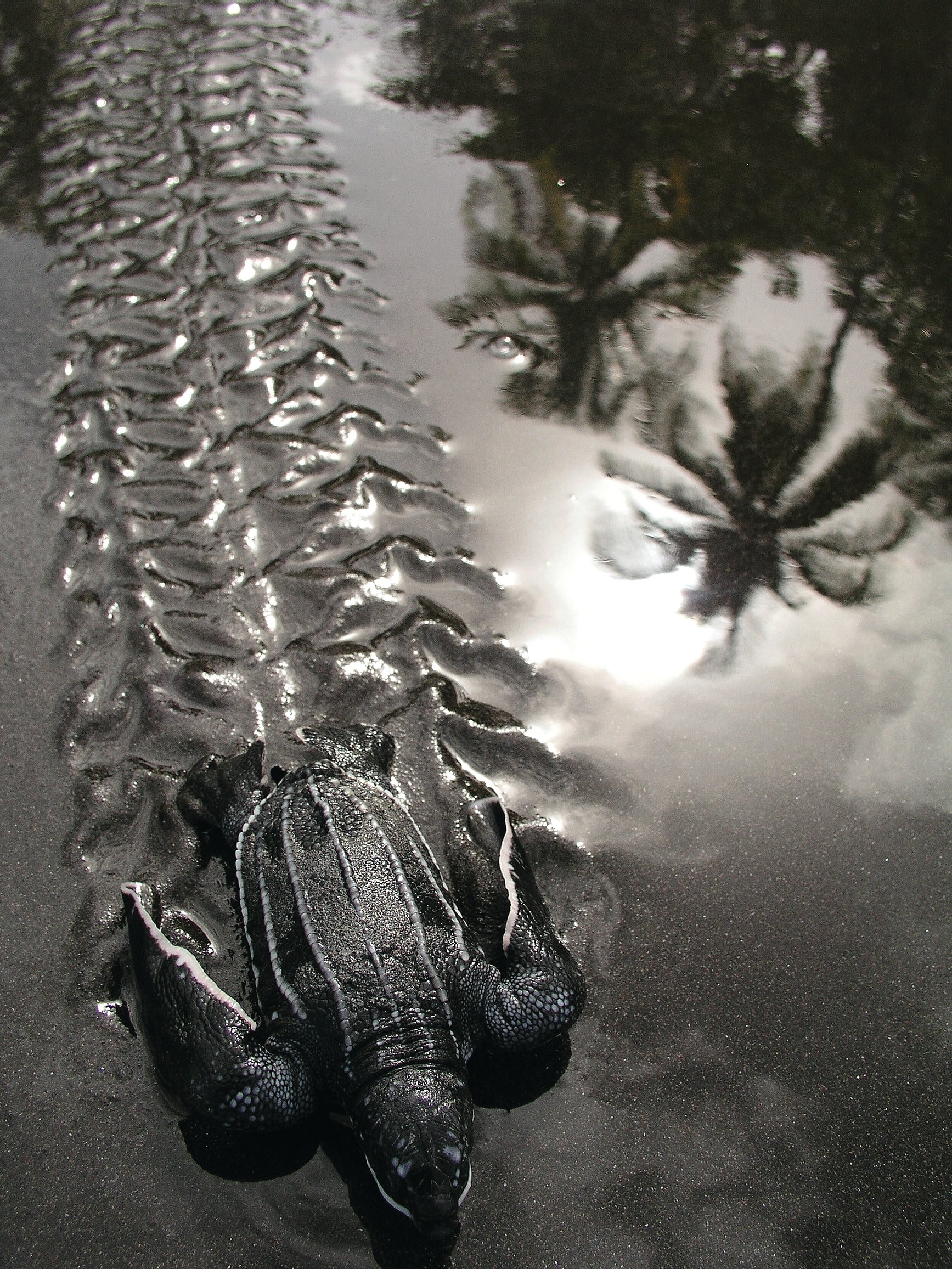 Leatherback hatchling moving across a beach beside palms in Dominica