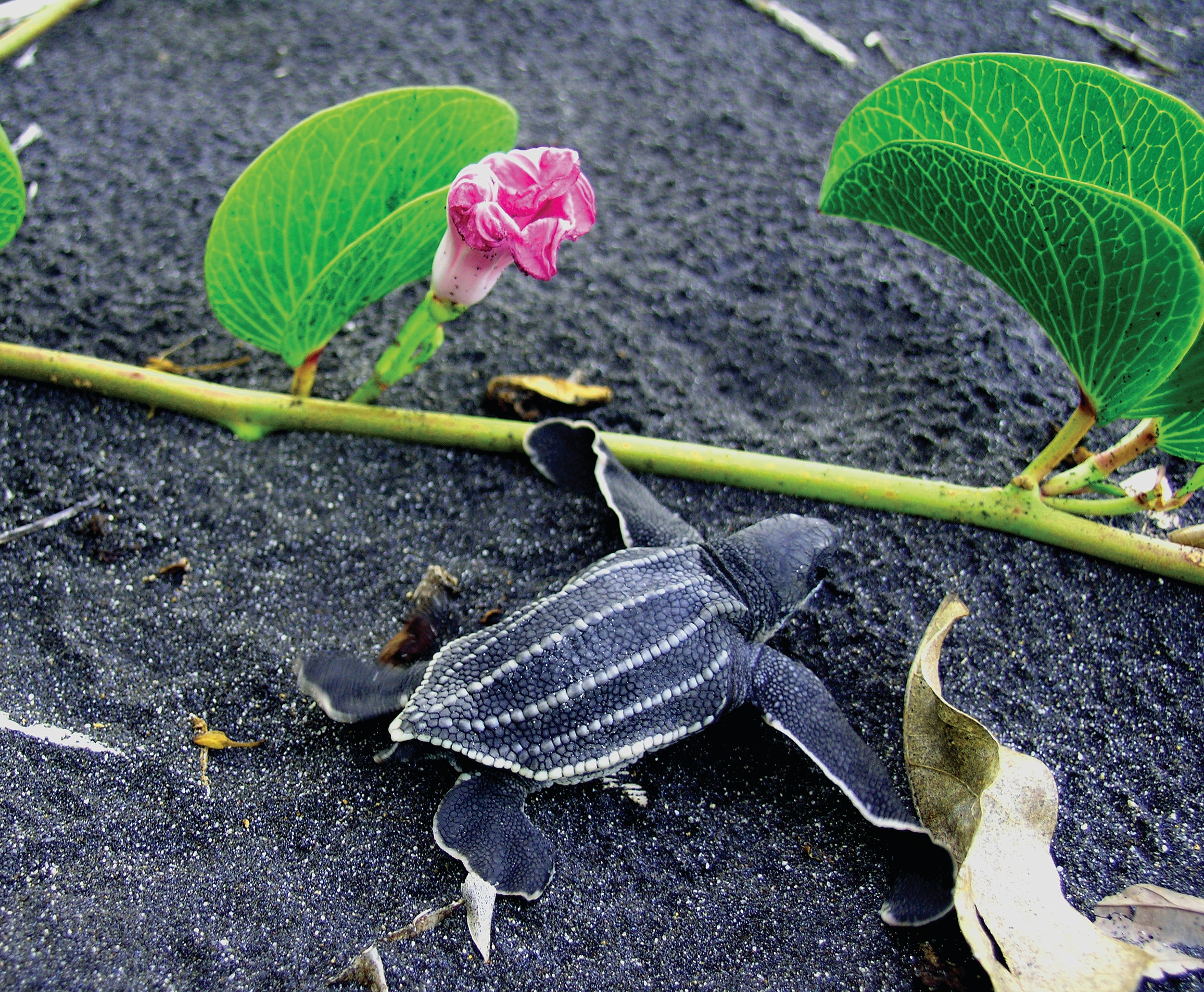Leatherback hatchling moving through sea grape vegetation in Dominica