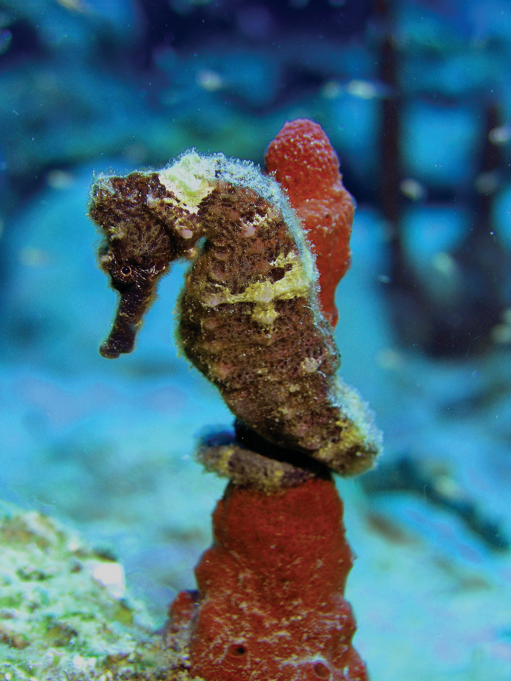 Long-snouted seahorse photographed underwater in Dominica